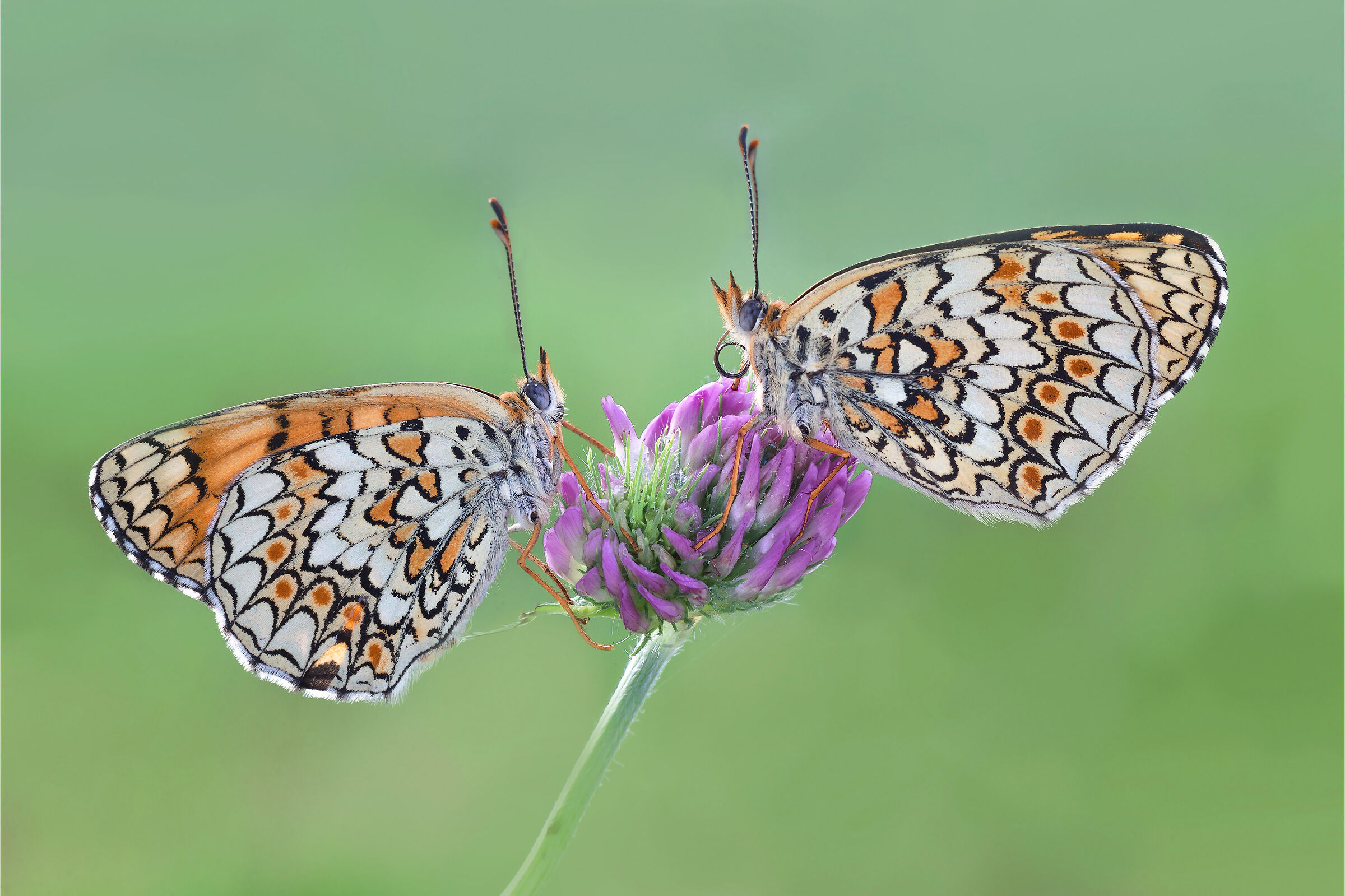 Melitaea phoebe