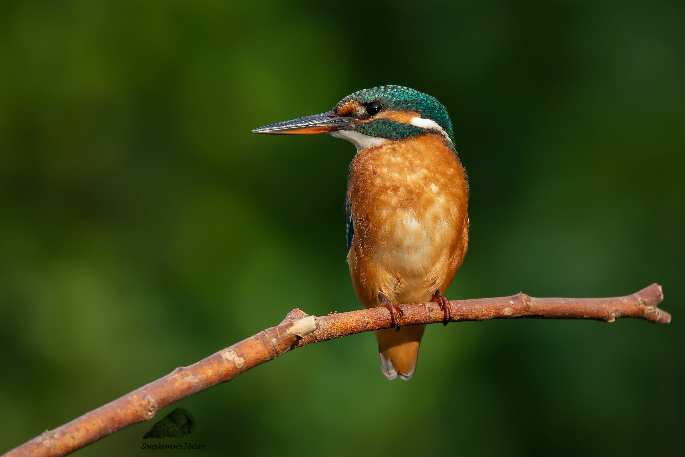 Martin Fisher (Alcedo atthis)