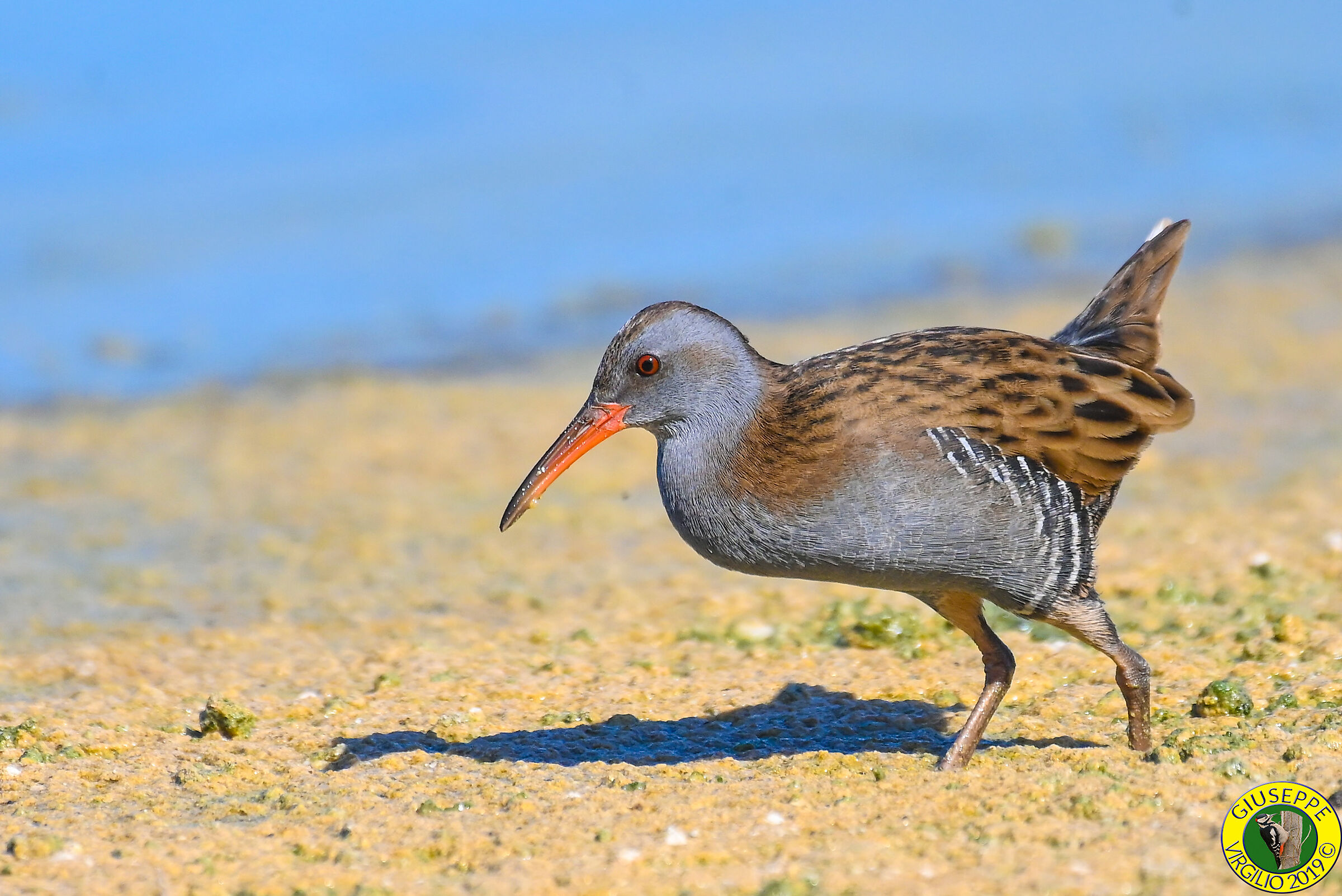 Porciglione - Rallus aquauticus (Sardegna ) 2019