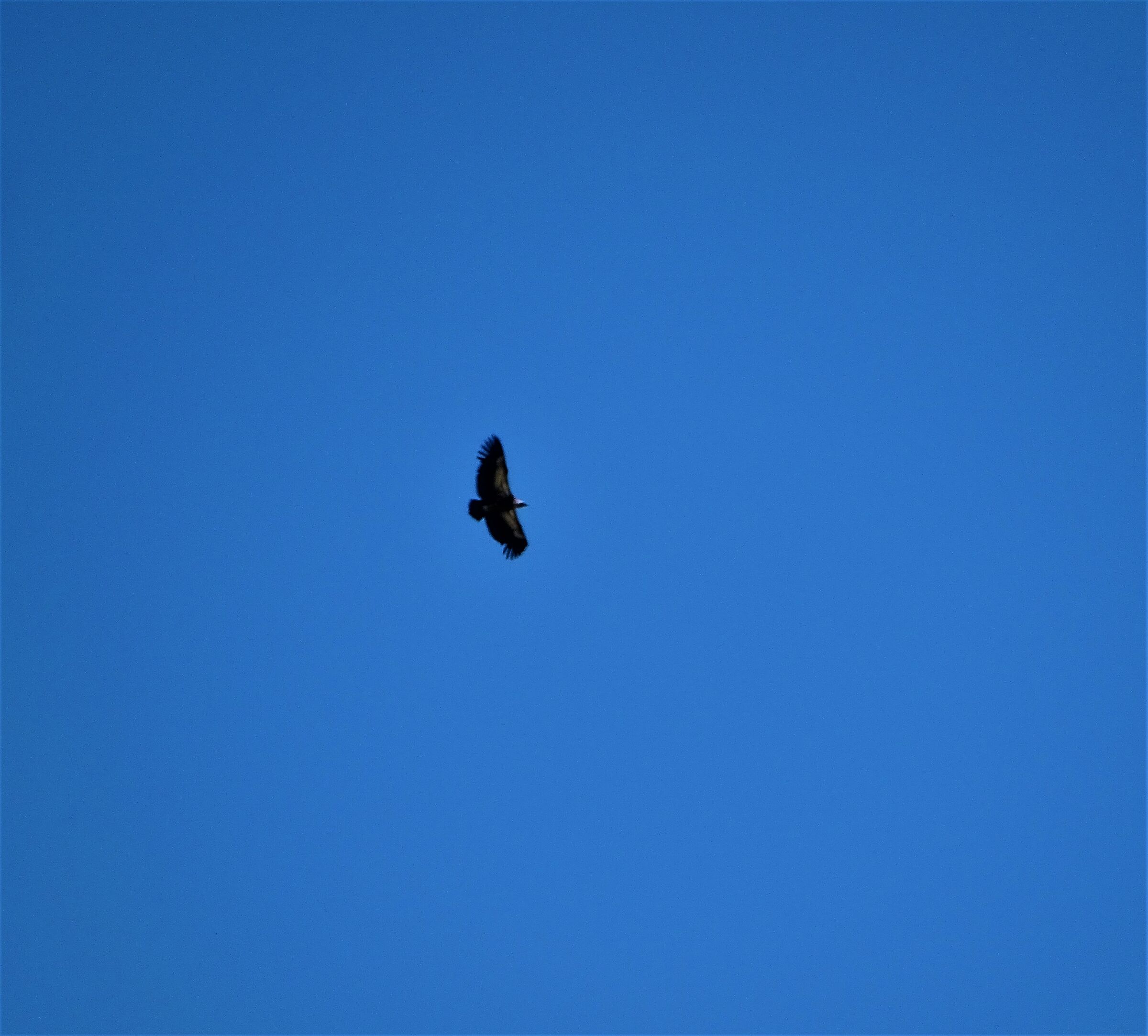 l'aquila nelle montagne di bardo