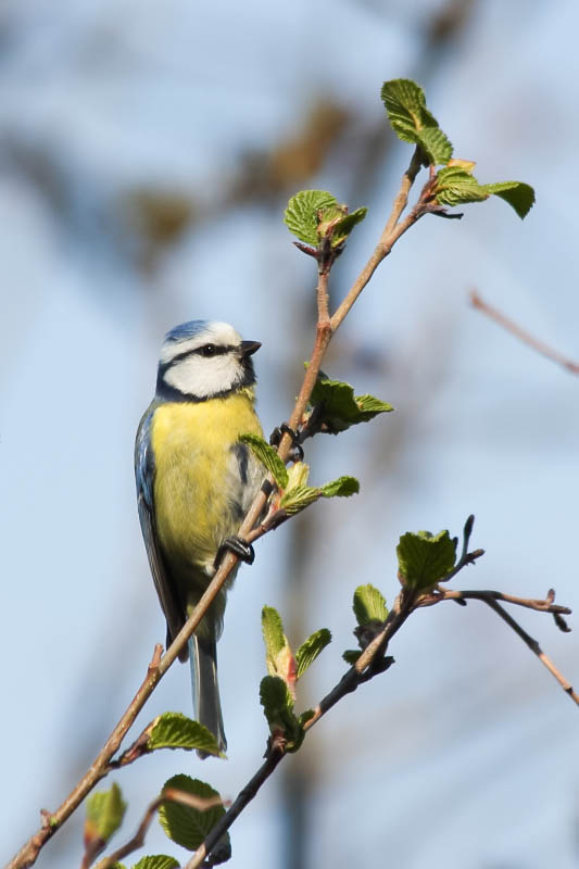 Blue Tit
