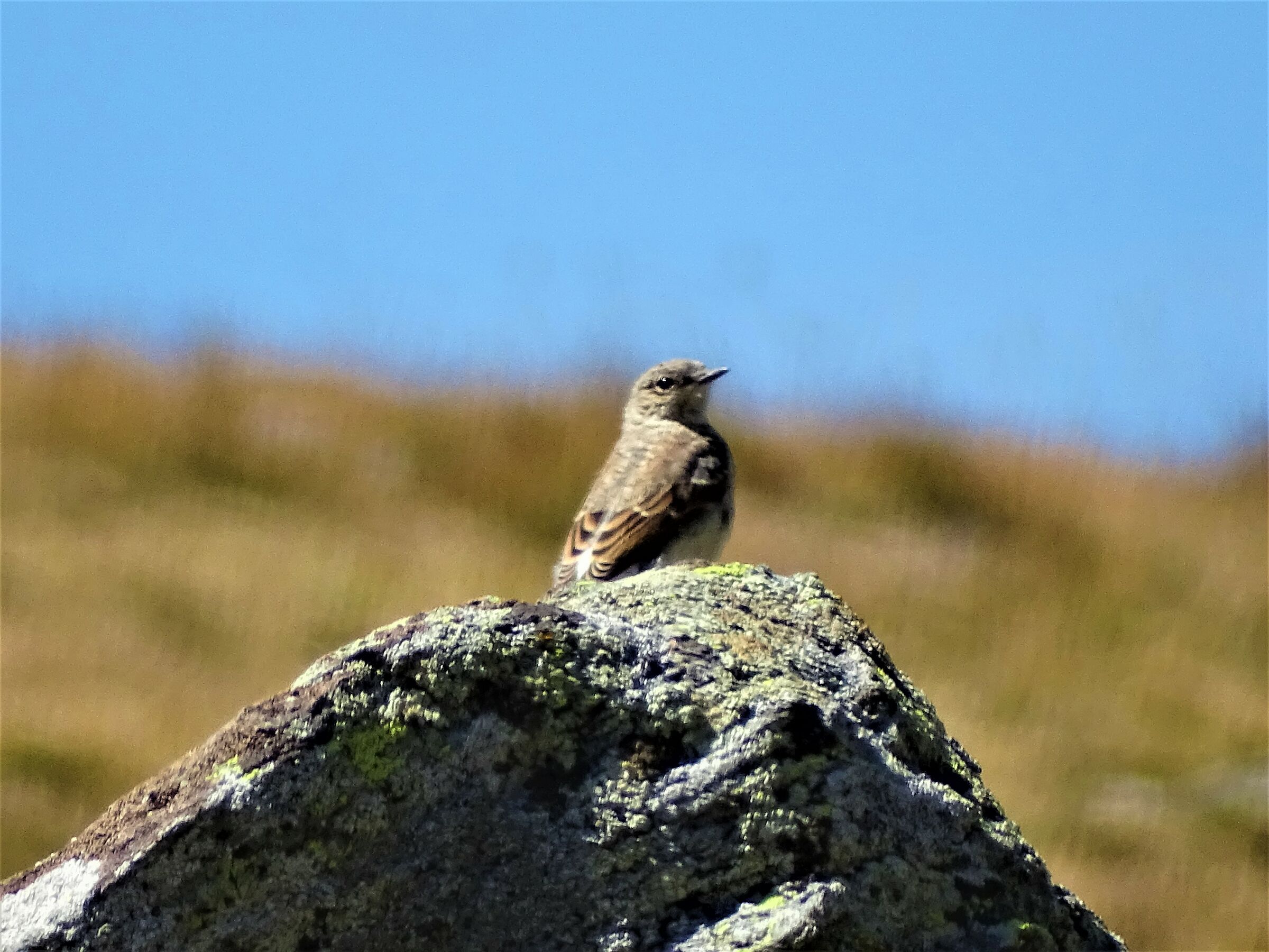 passerotto di montagna