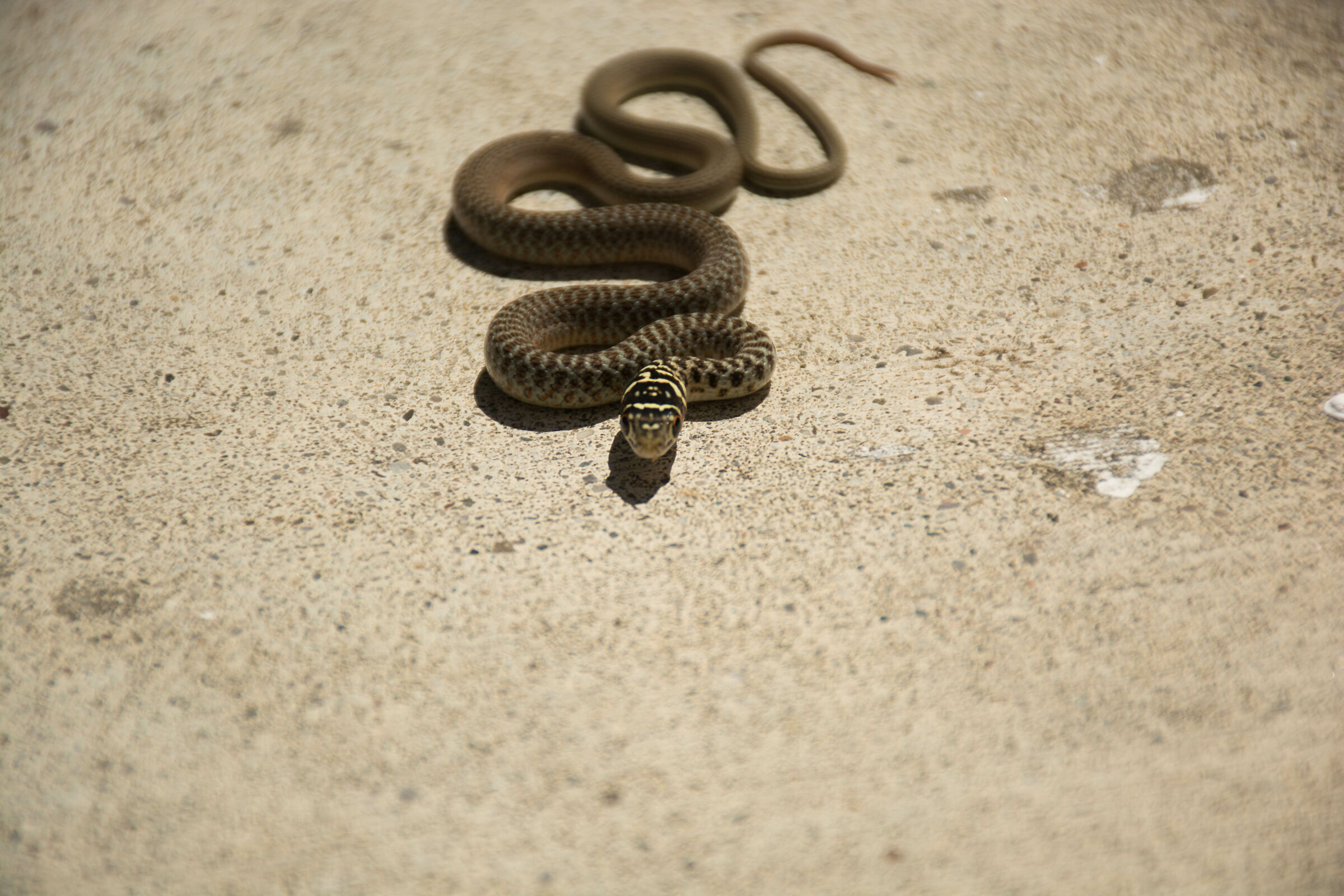 Paura innata... e reciproca!