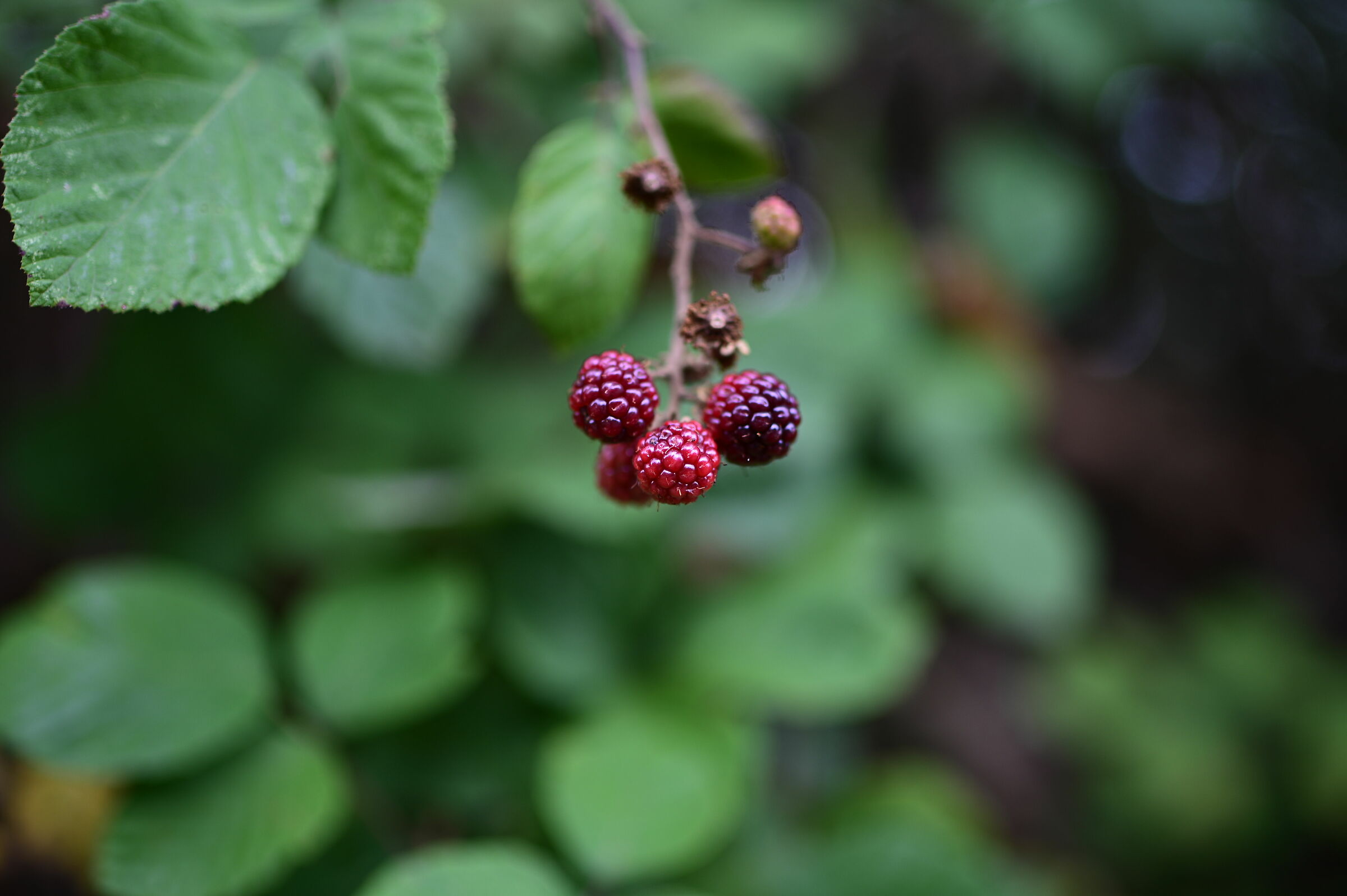 Viene voglia di mangiarla!