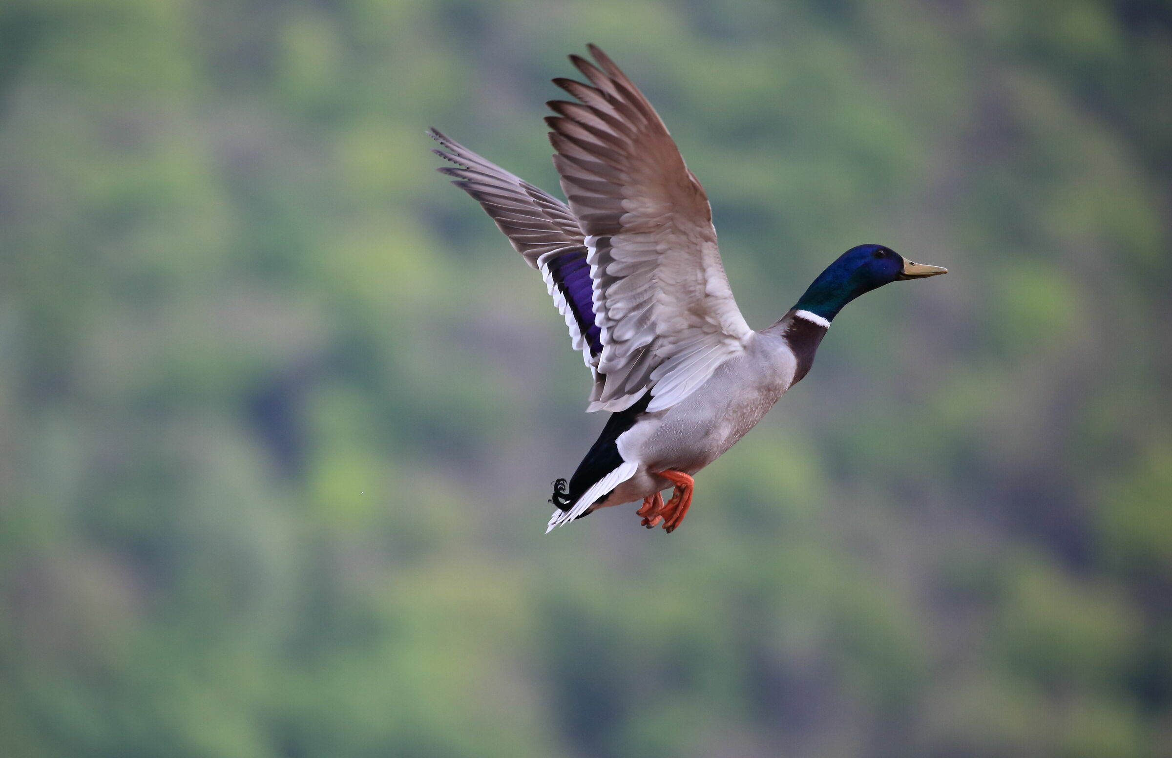 Mallard