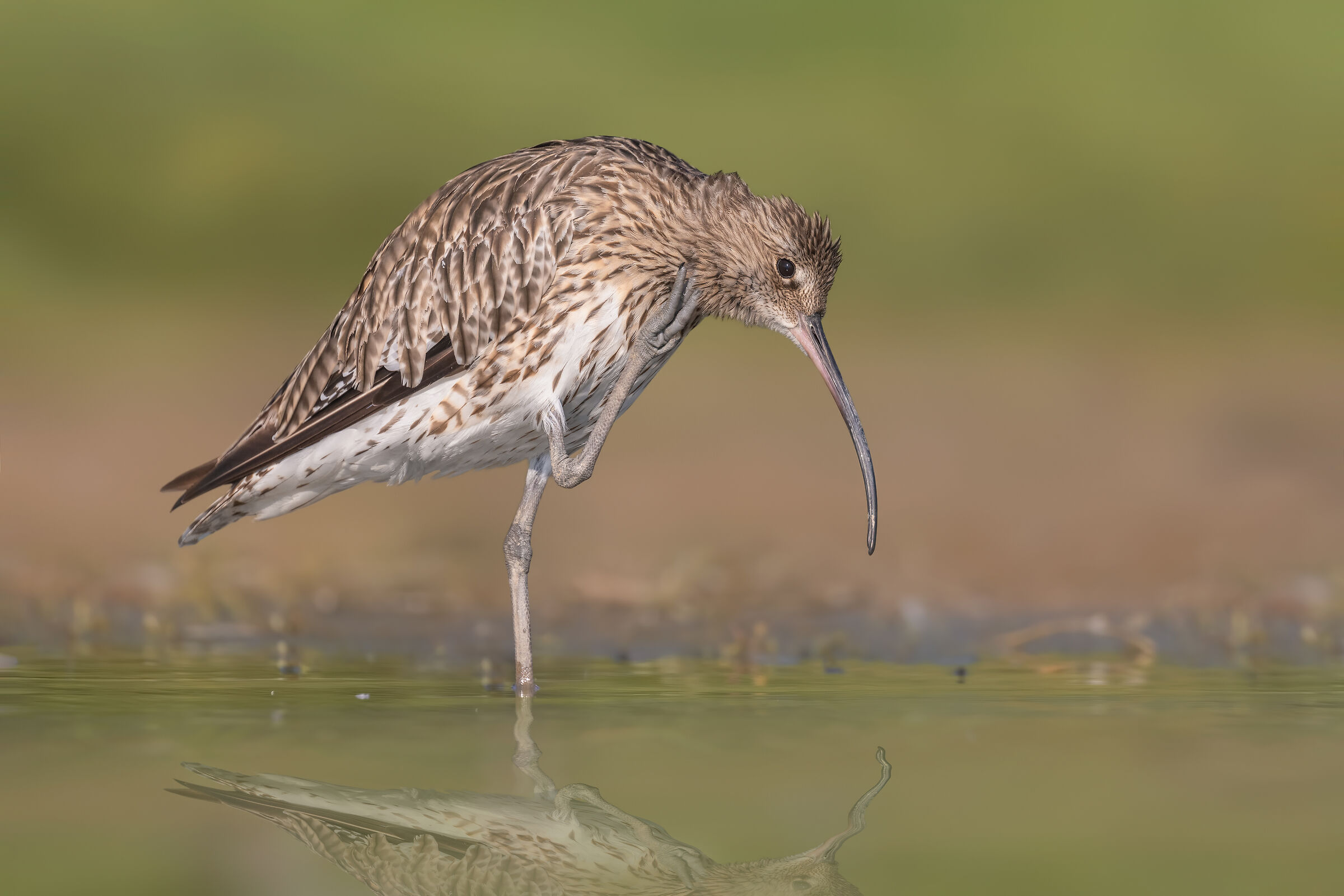 chiurlo maggiore R5 in 5k