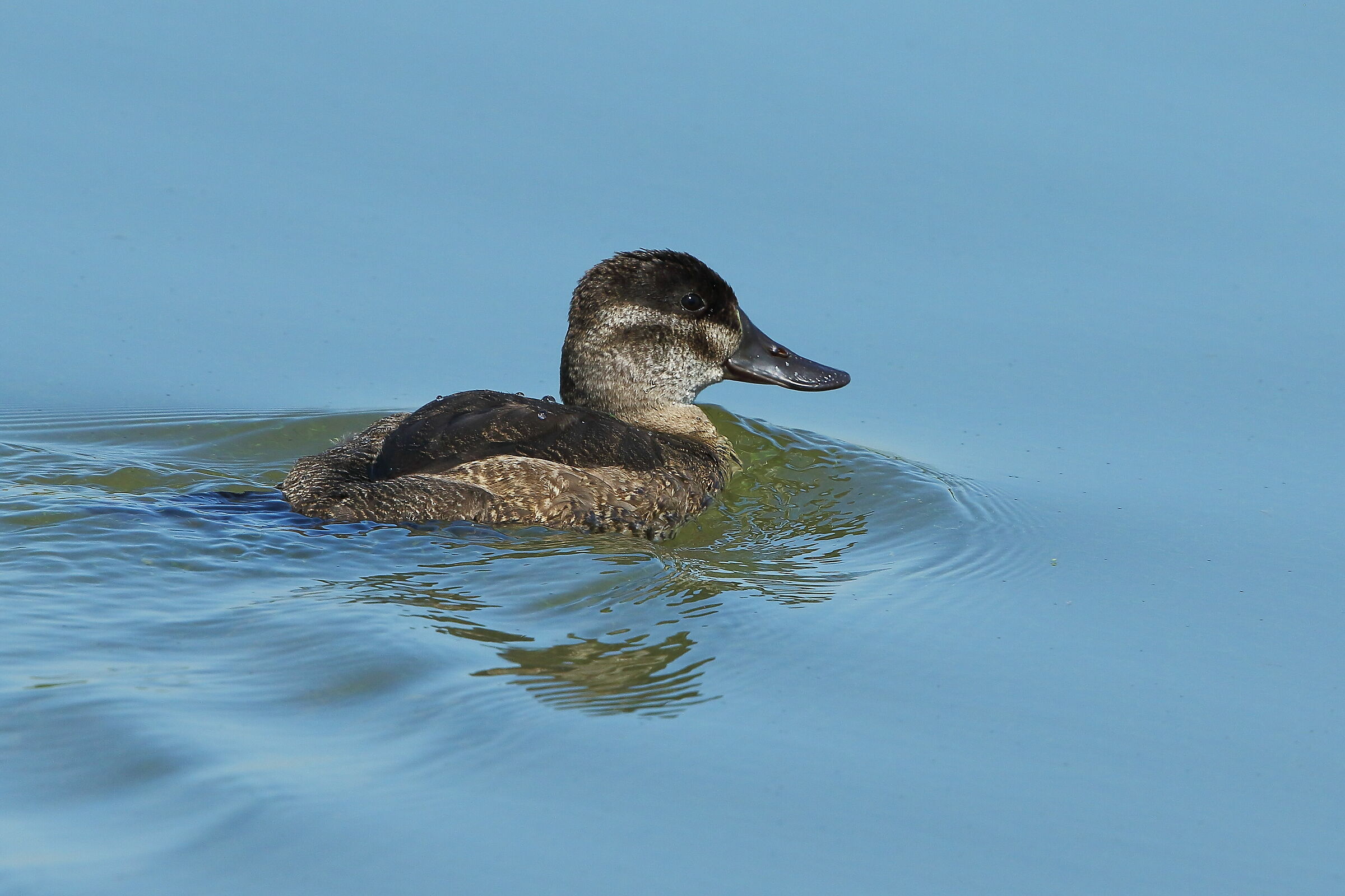 Young Hunchback of Jamaica