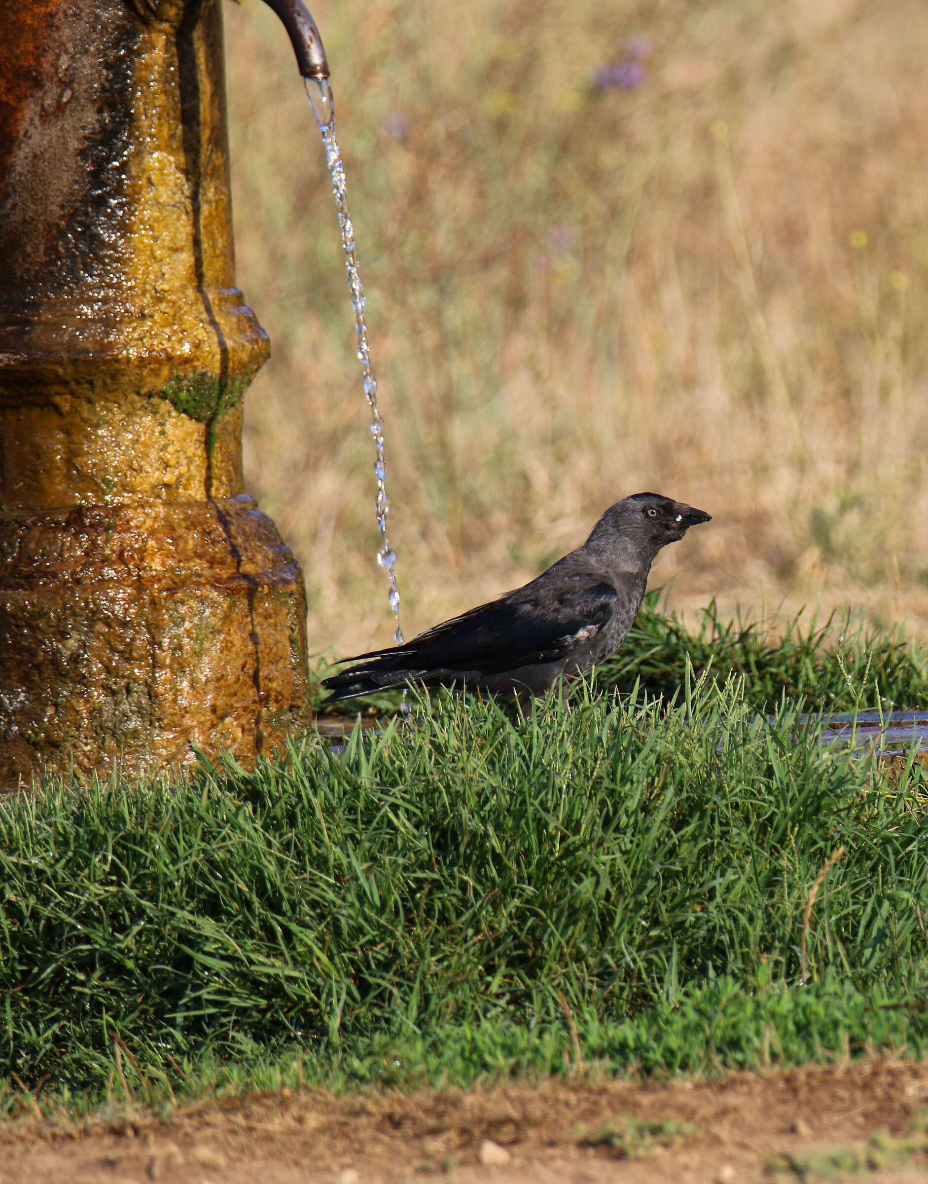 Come si dice a Roma : annamo dar nasone