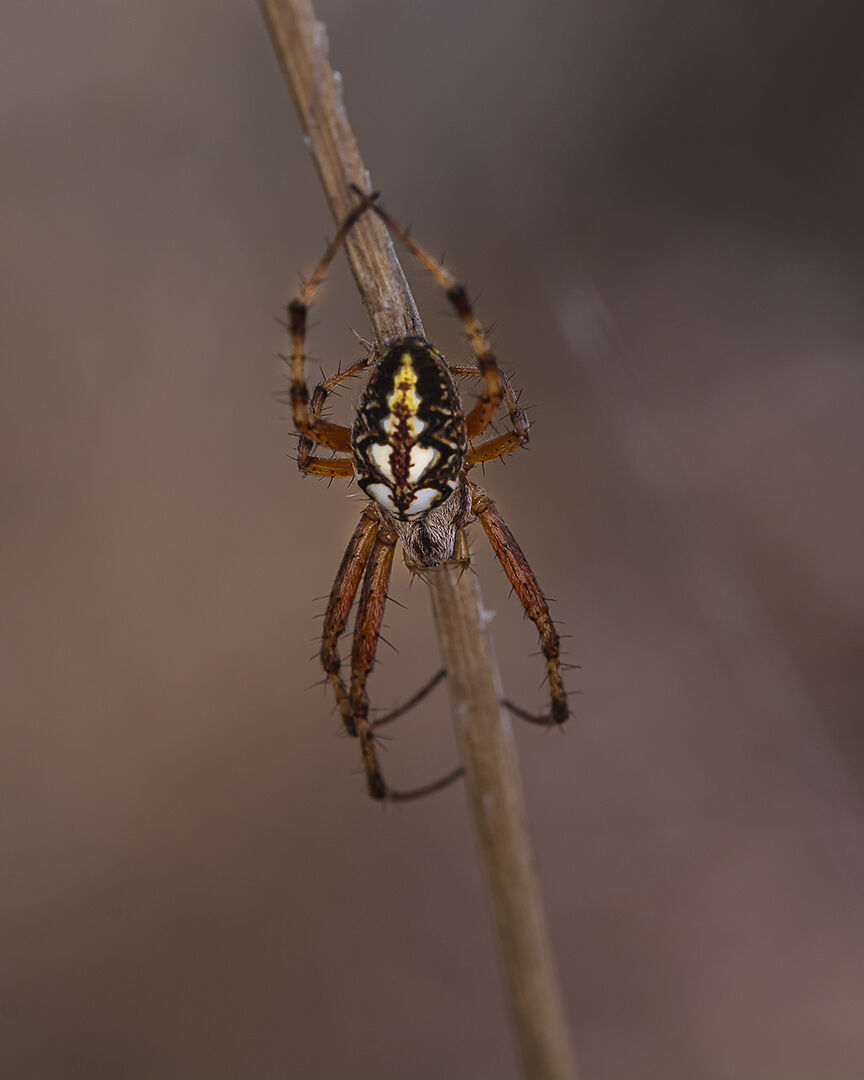 Aculepeira