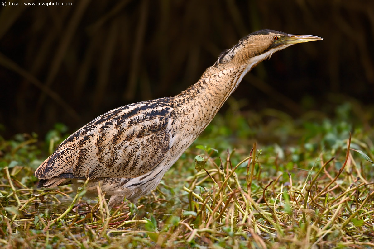Botaurus stellaris (bittern), 004255