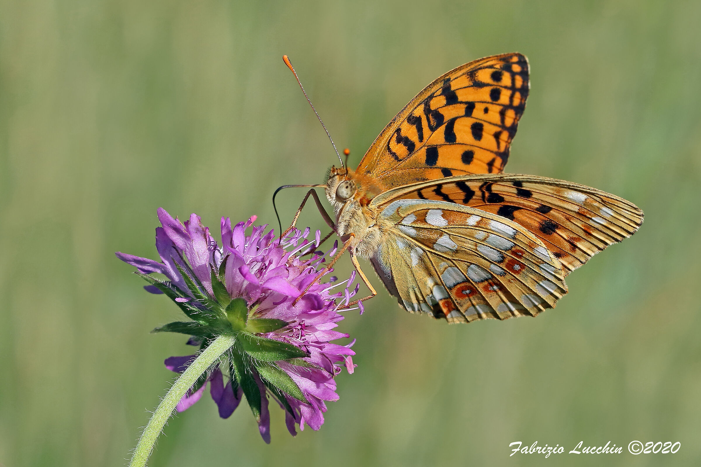 Argynnis