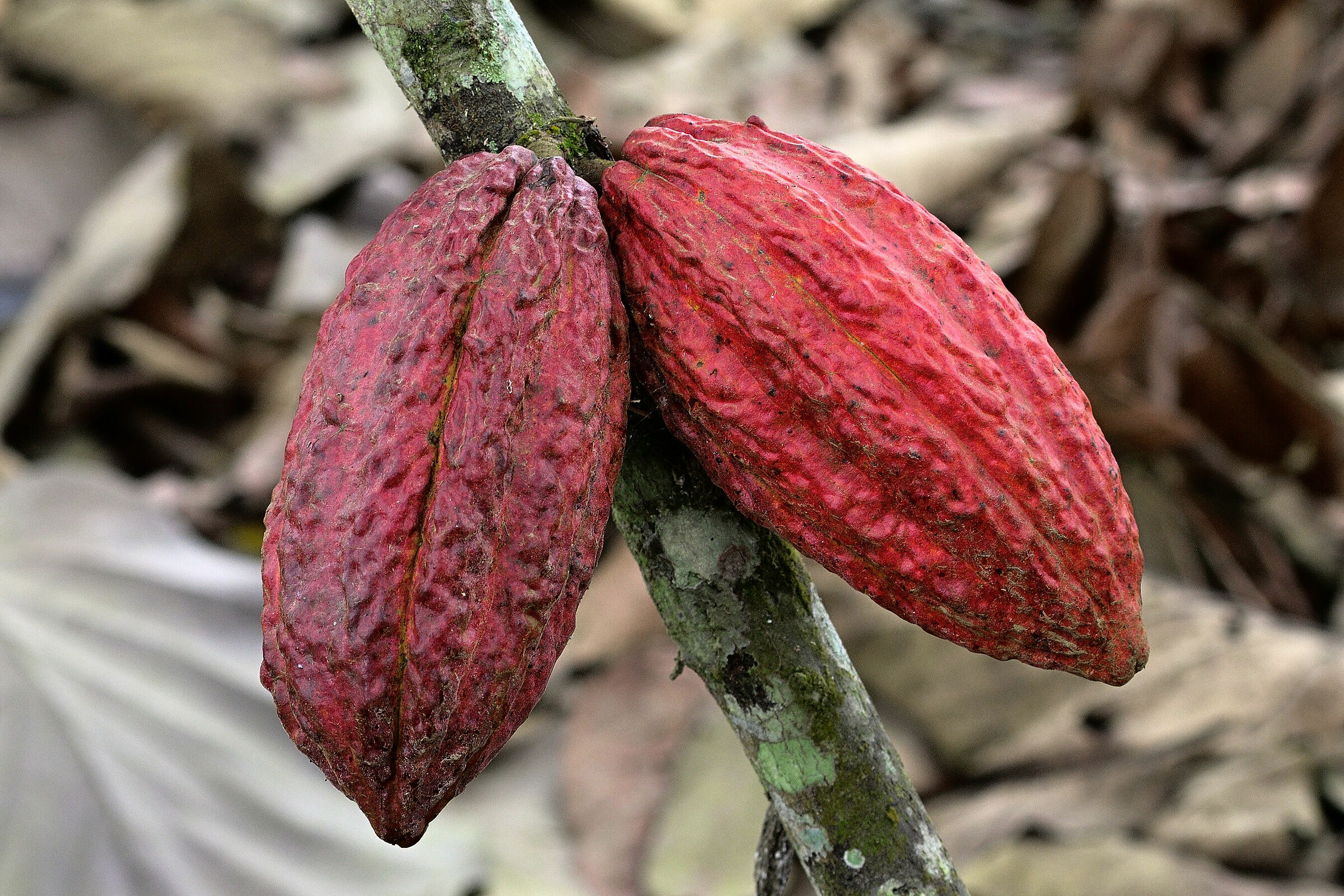 Mazorcas de cacao