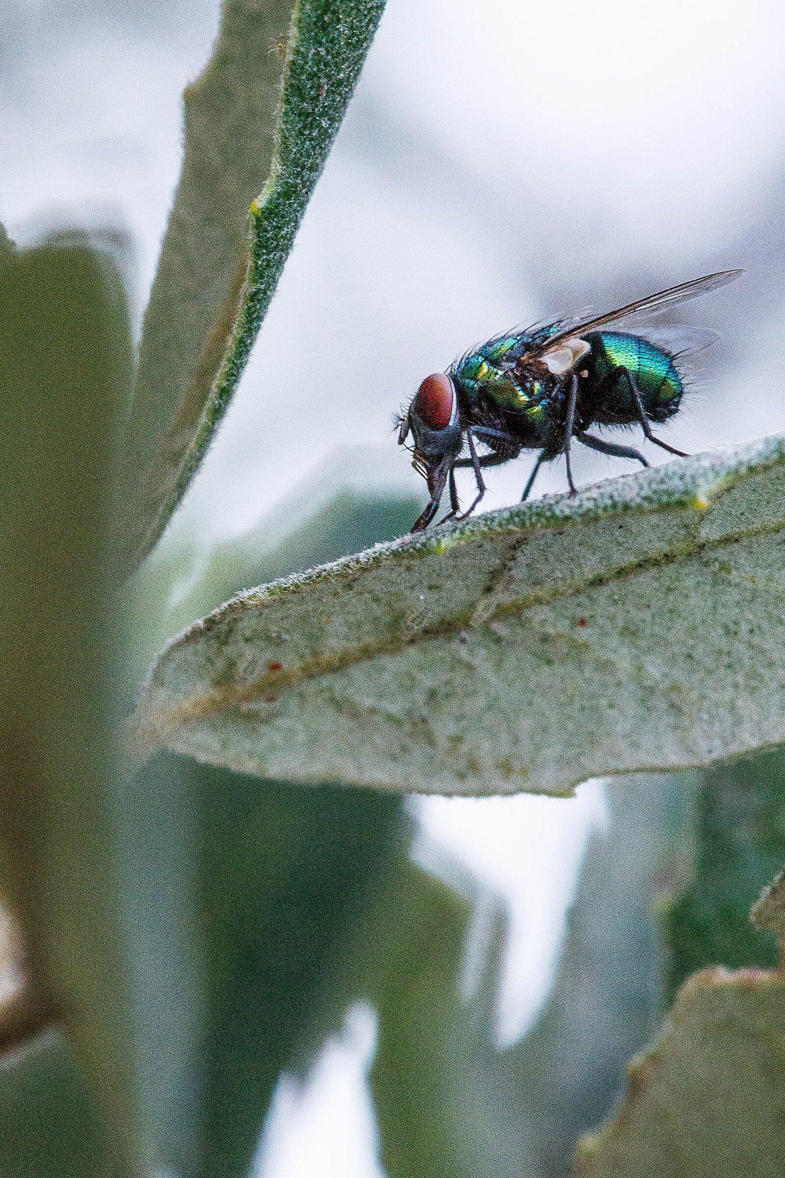 Lucilia Sericata