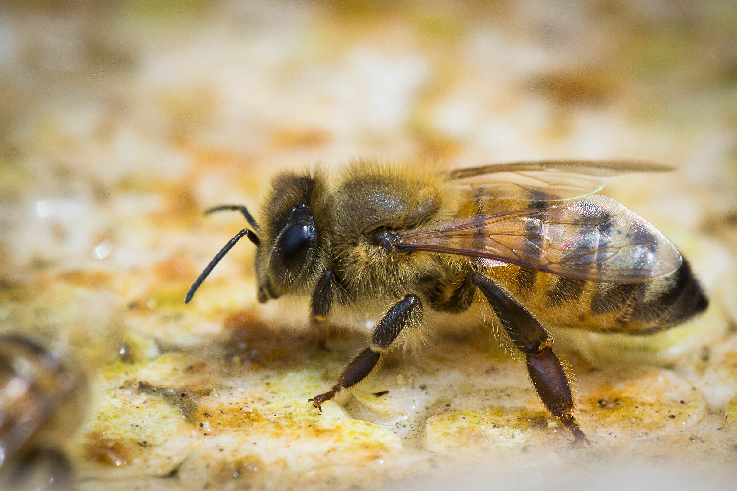 Apis mellifera