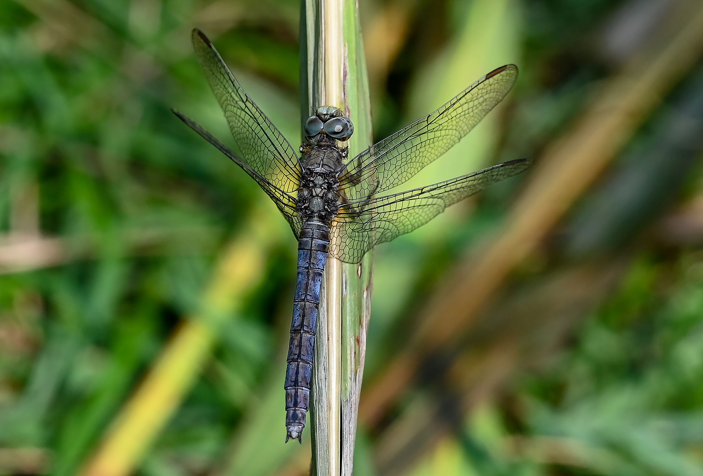 orthetrum coerulescens