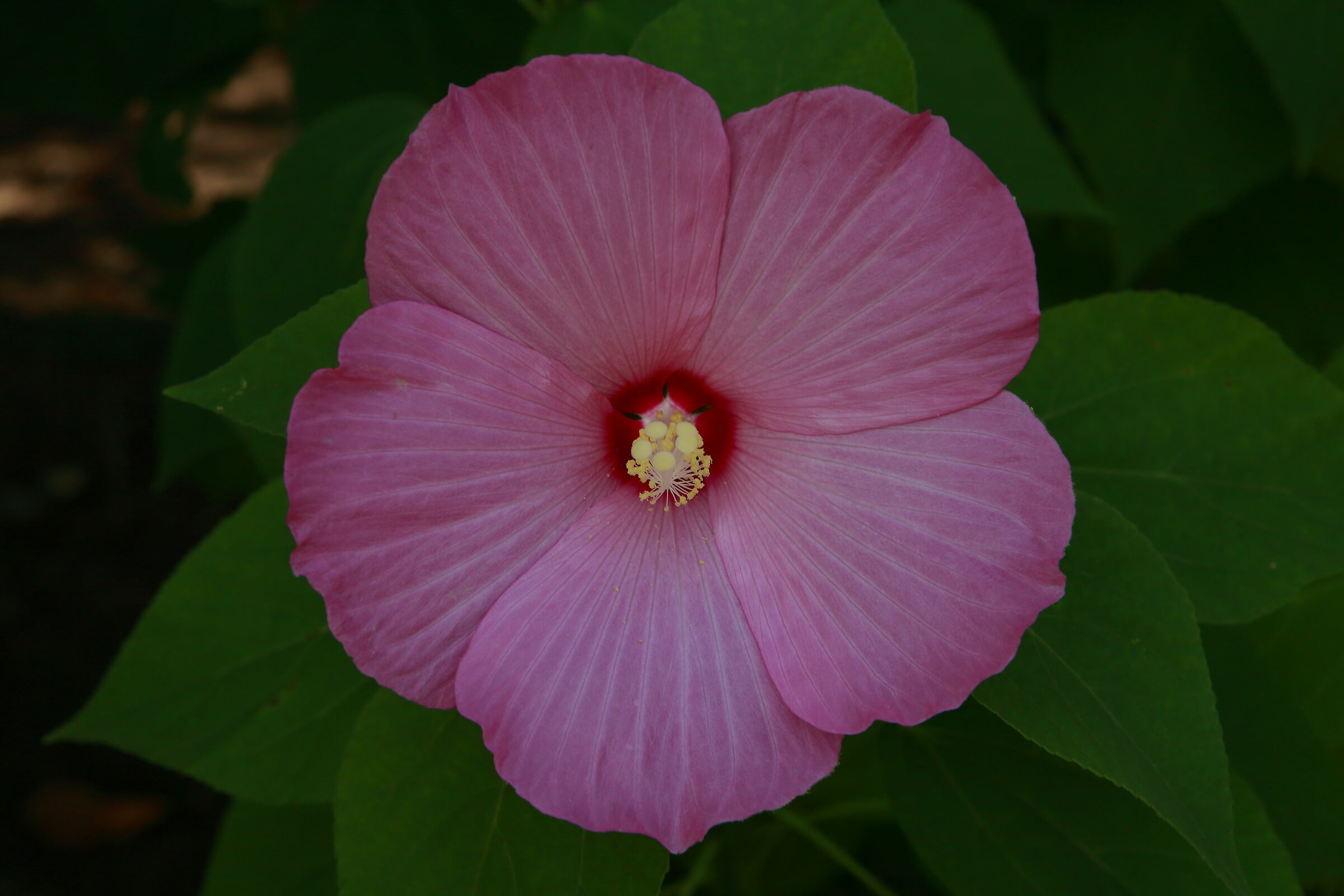 Hibiscus