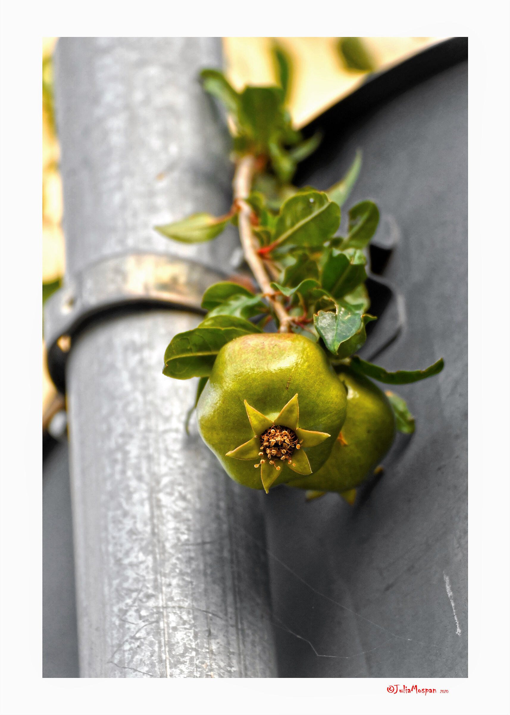 La natura urbana. Monteverde Vecchio. Roma