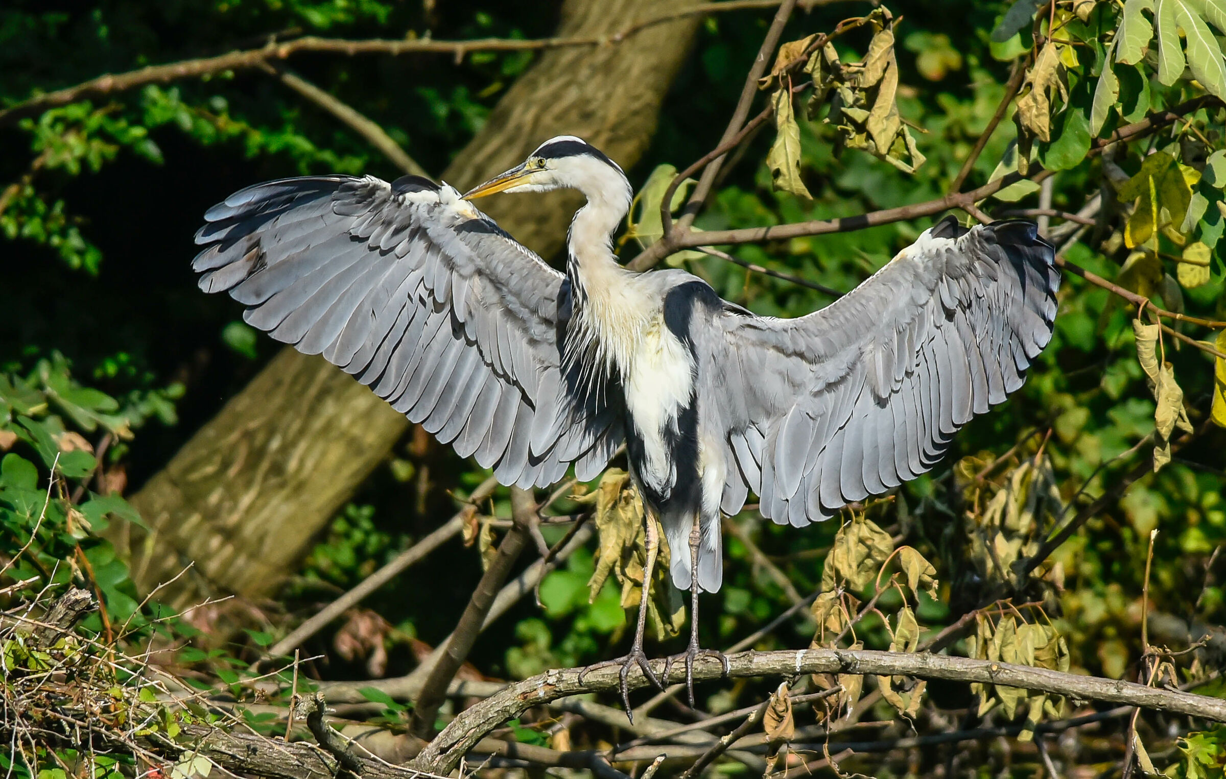 Ash heron
