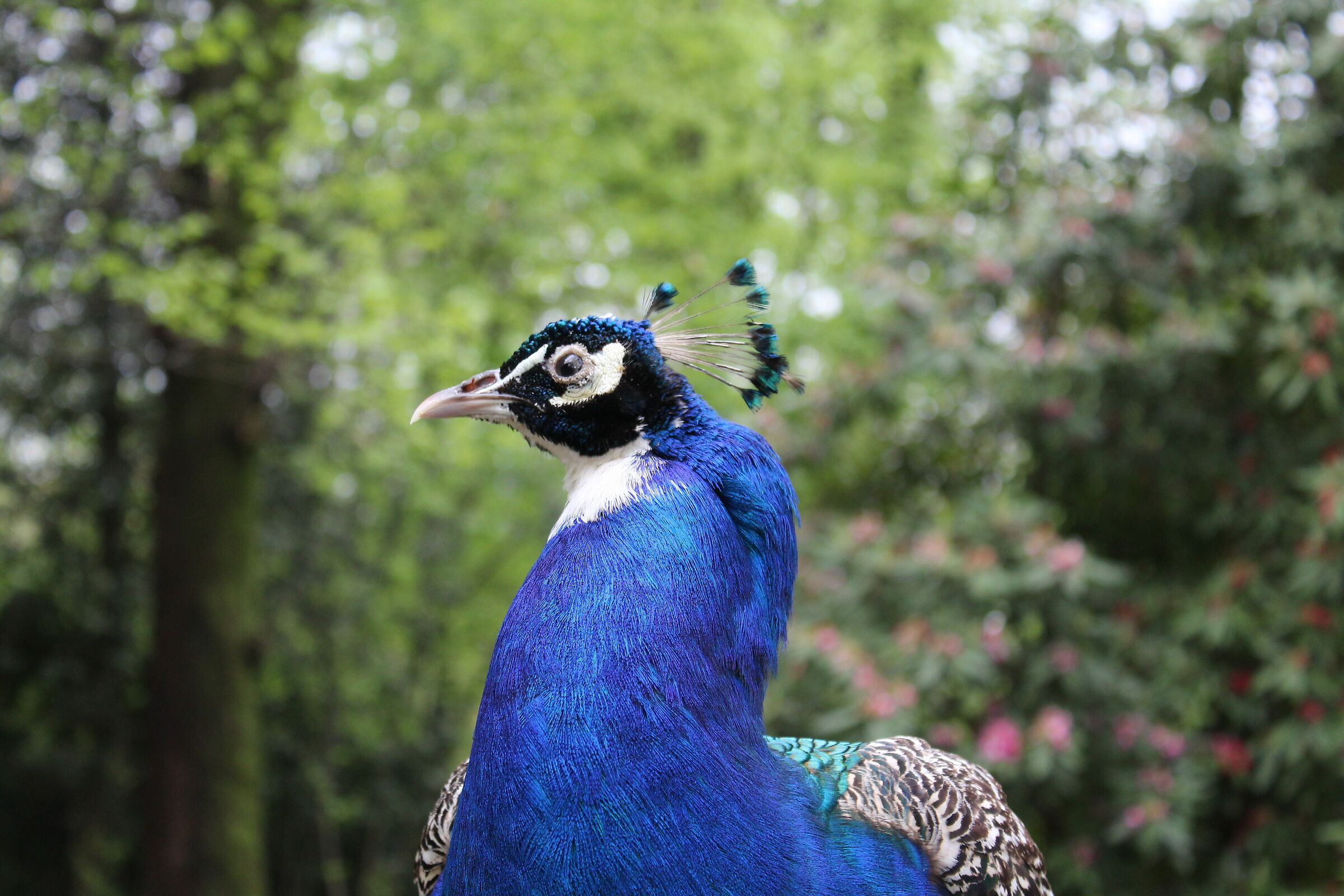 Peacock parkvicino