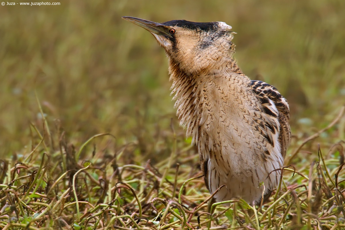 Botaurus stellaris (Tarabuso), 004242