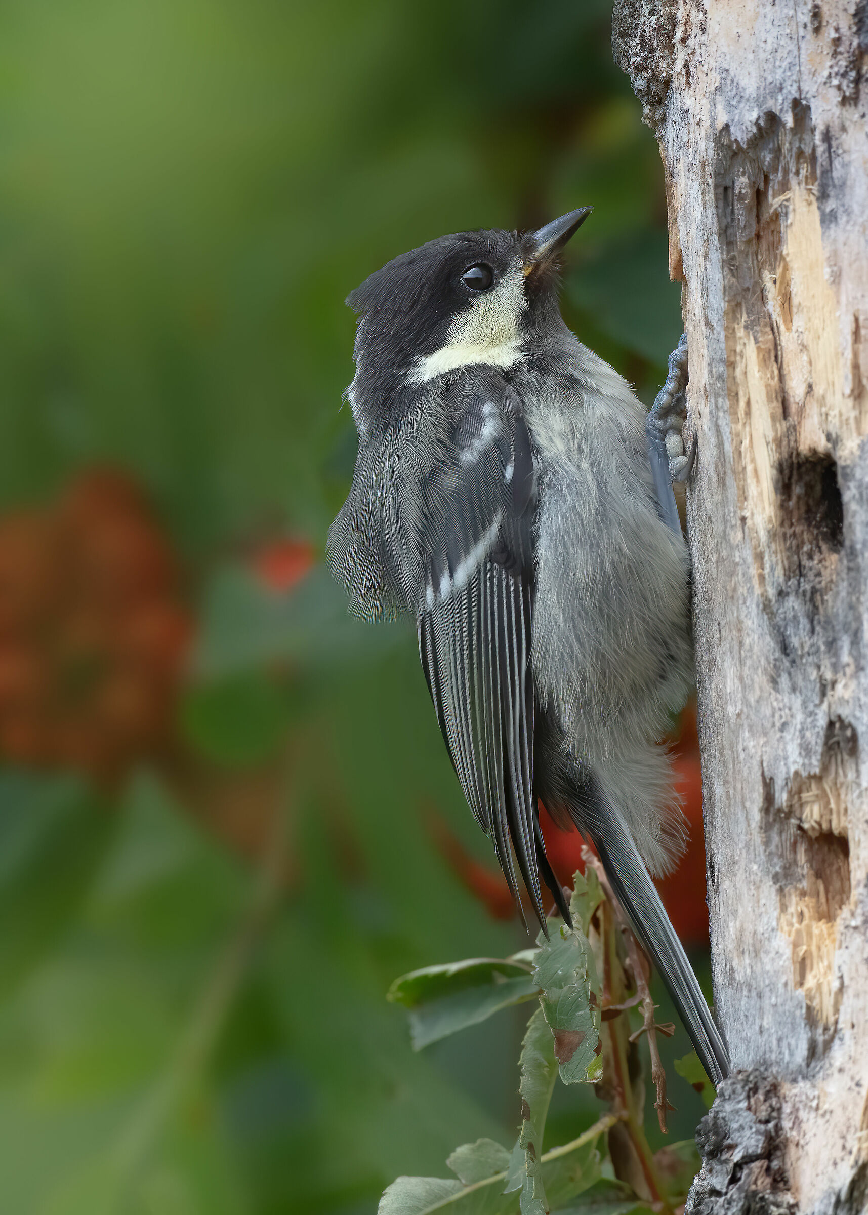 Cincia mora (...che si crede un picchio)