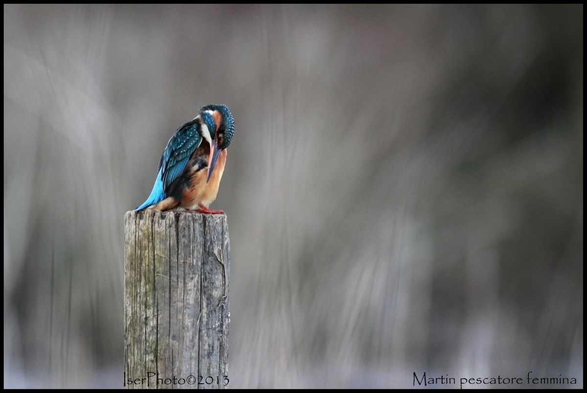 Un po di pulizie alle piume :)