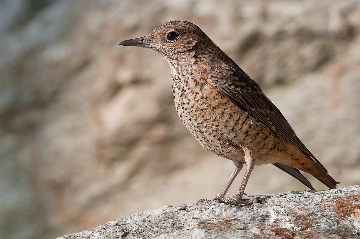 Rock Thrush female
