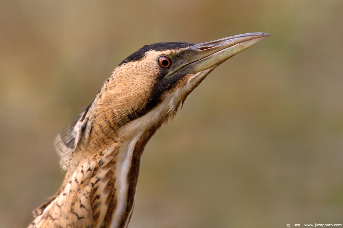Botaurus stellaris (bittern), 004262