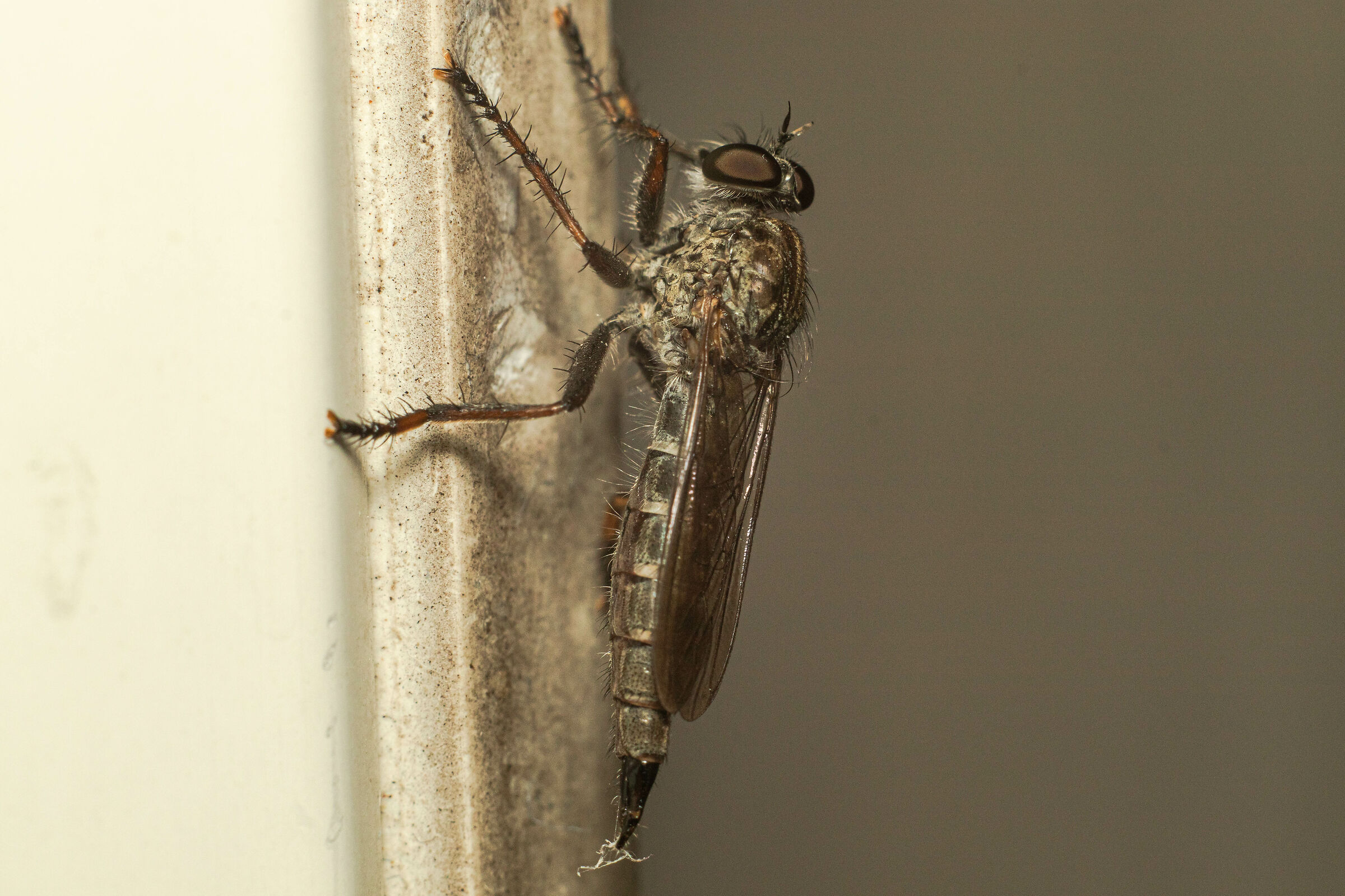 asilide(Asilidae) genere Machimus in doccia19/08/2020