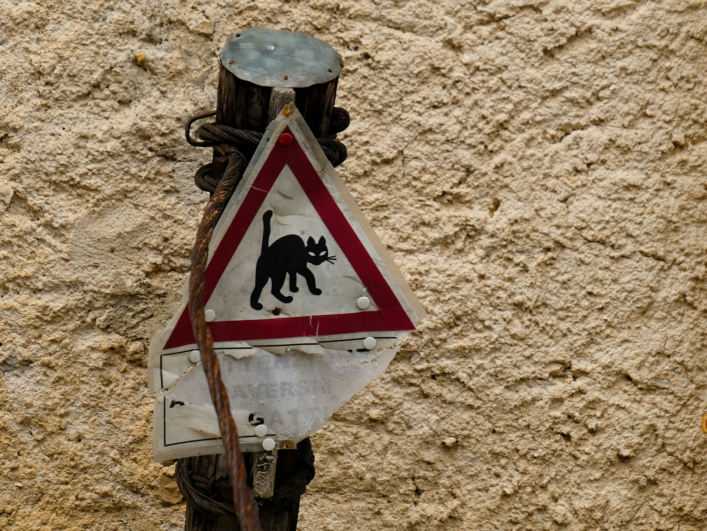 Attenzione, attraversamento gatti!