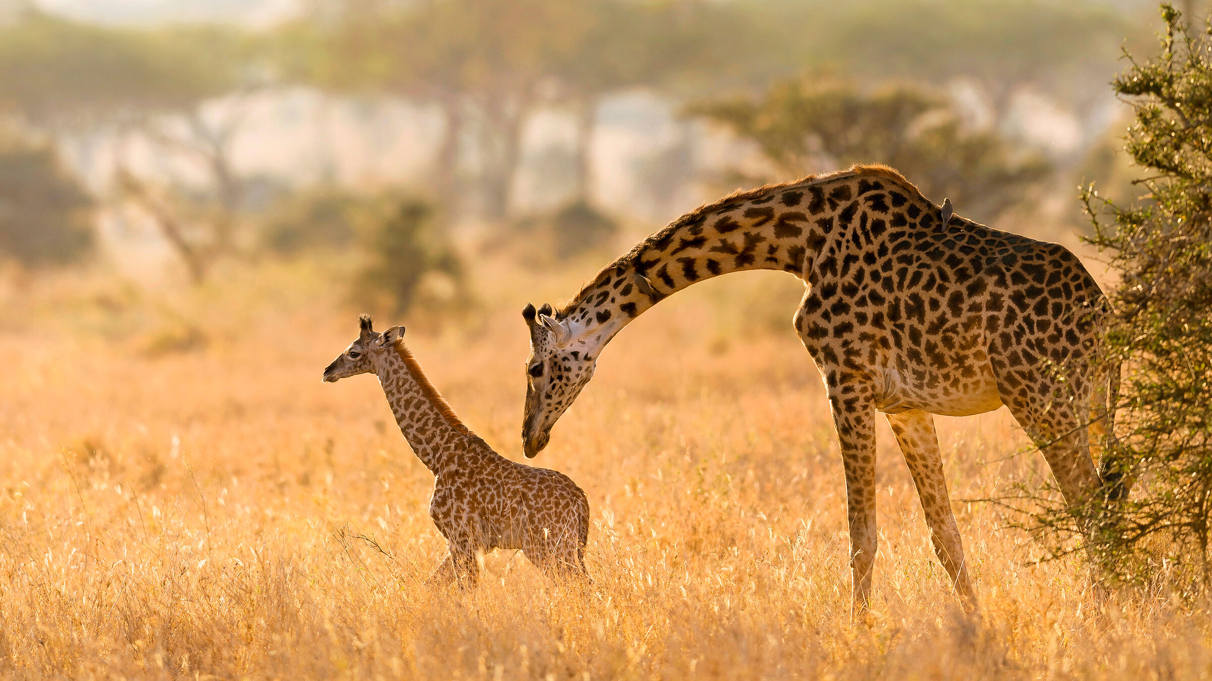 Giraffe, Serengeti.