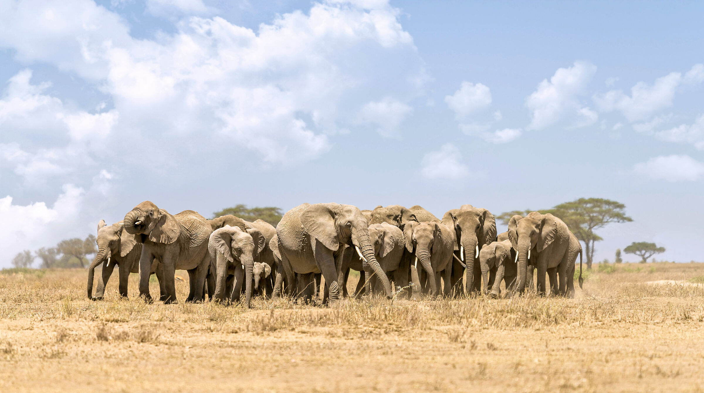 Elephants, Serengeti.