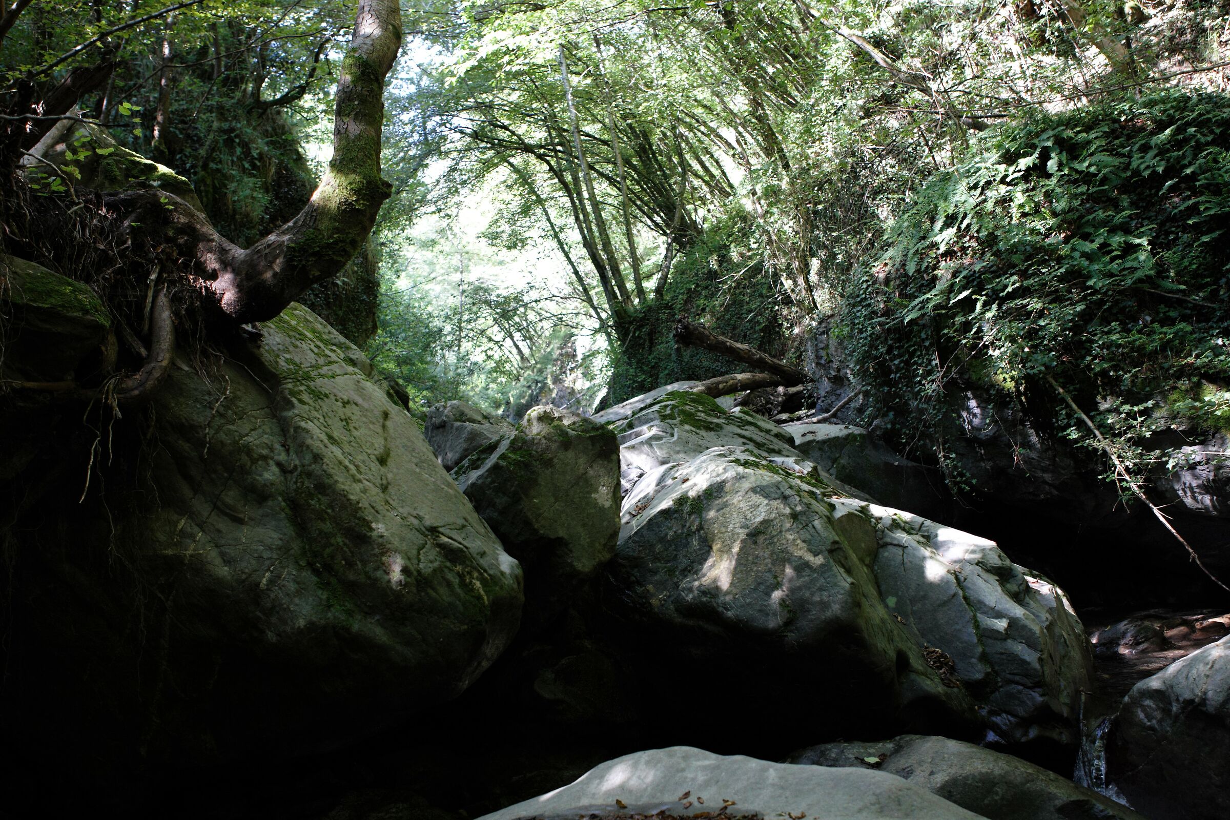 la foresta... montegrosso pianlatte