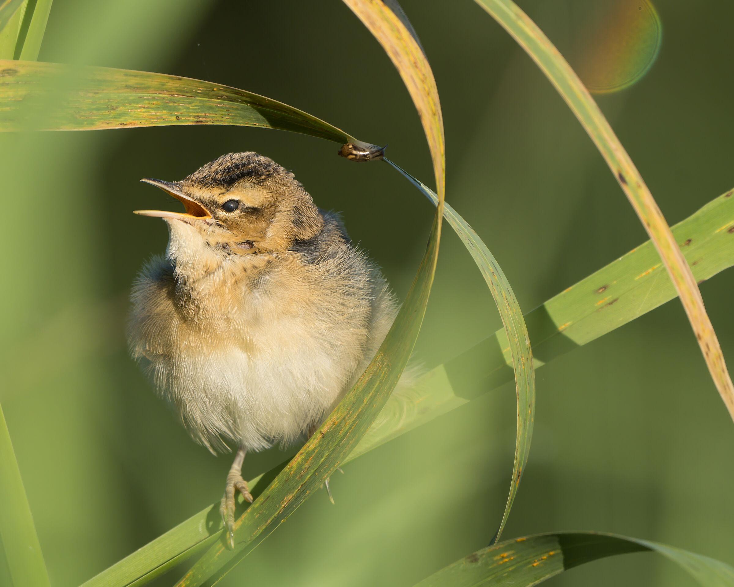 Acrocephalus schoenobaenus