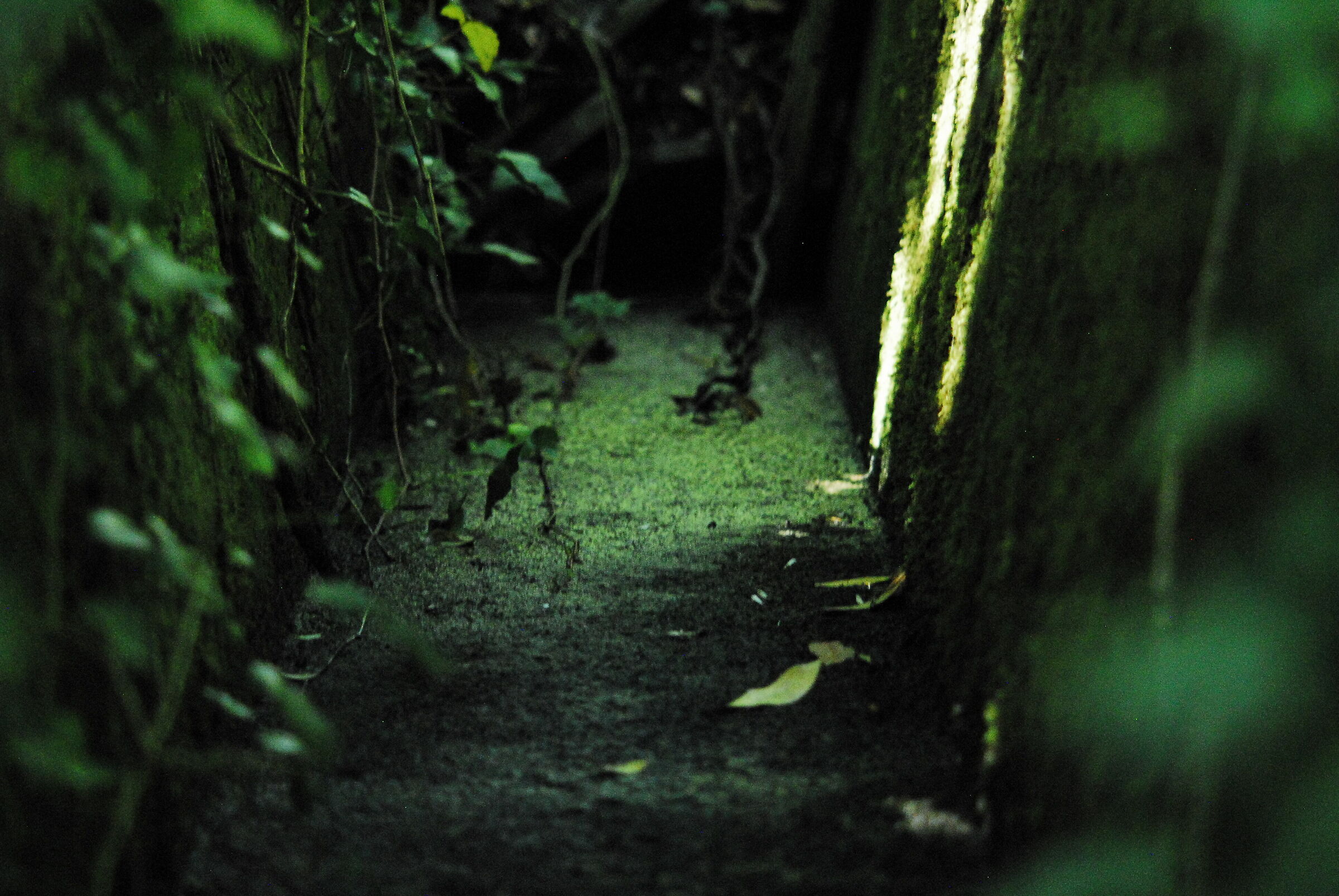 L'entrata al labirinto abbandonato