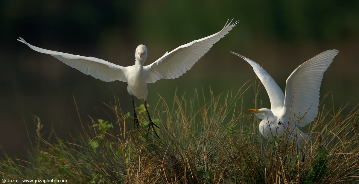 Bubulcus ibis (Cattle Egret), 003299