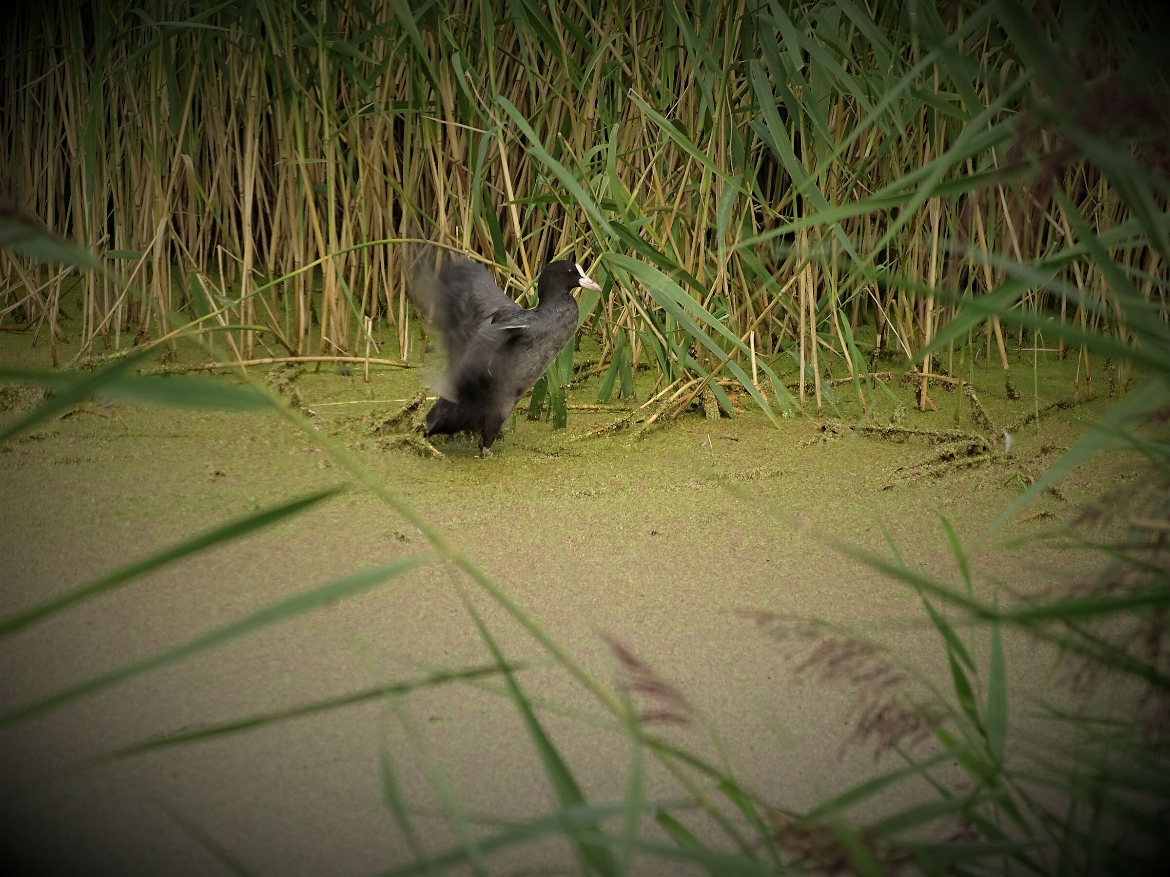 Coot