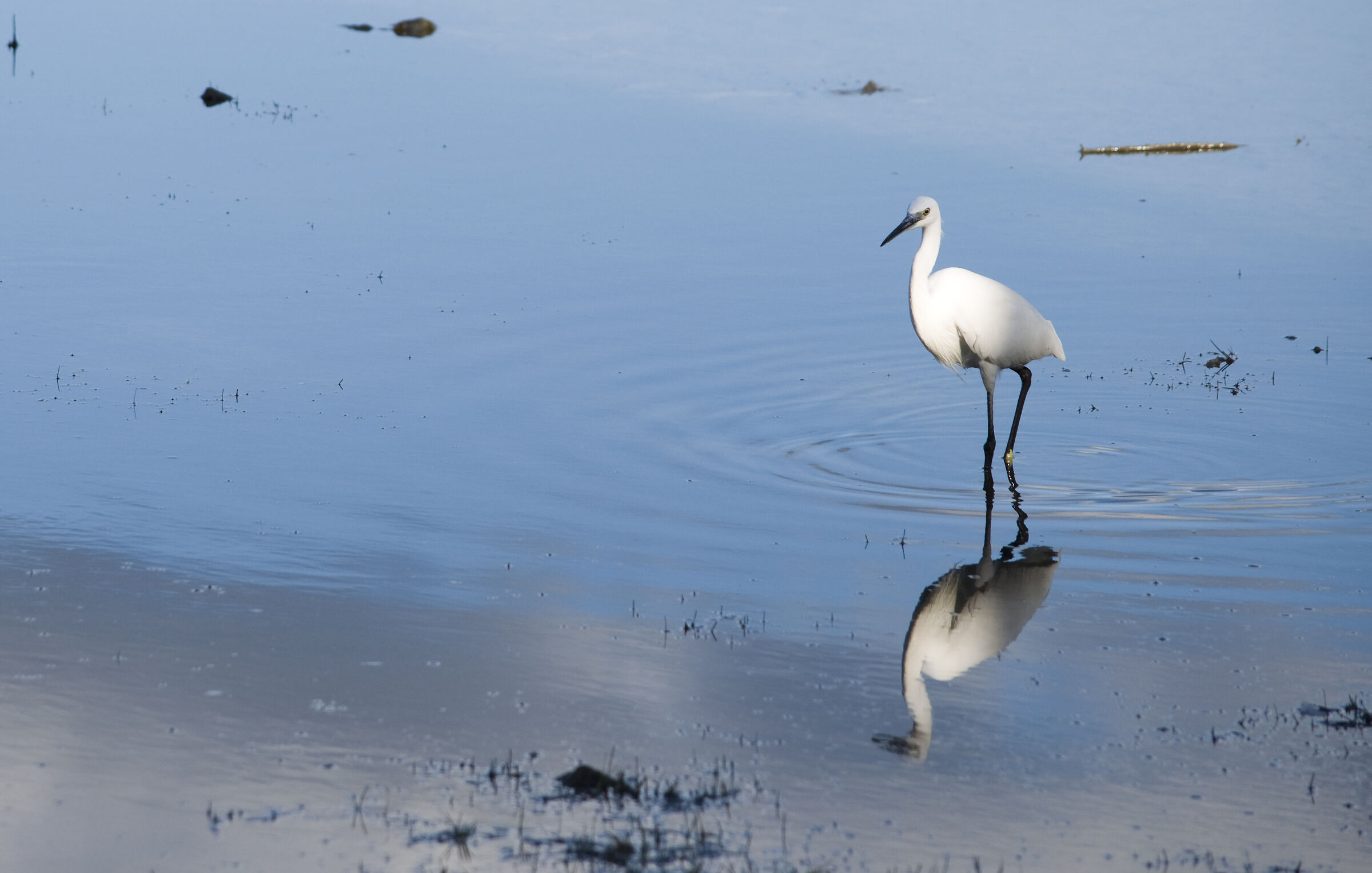 Heron at the Baths