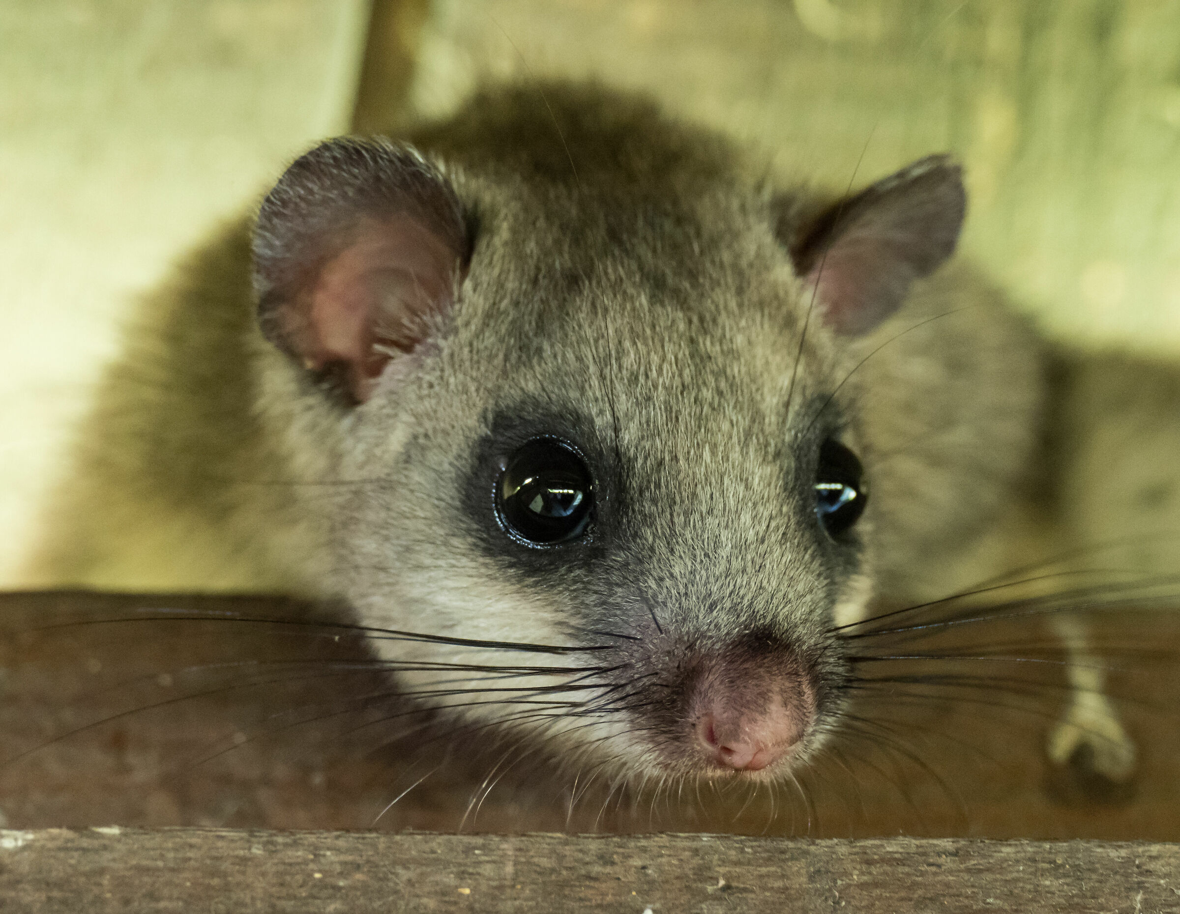 Ghiro (Glis glis)