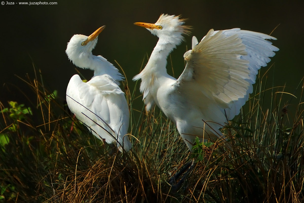 Bubulcus ibis (Cattle Egret), 003323