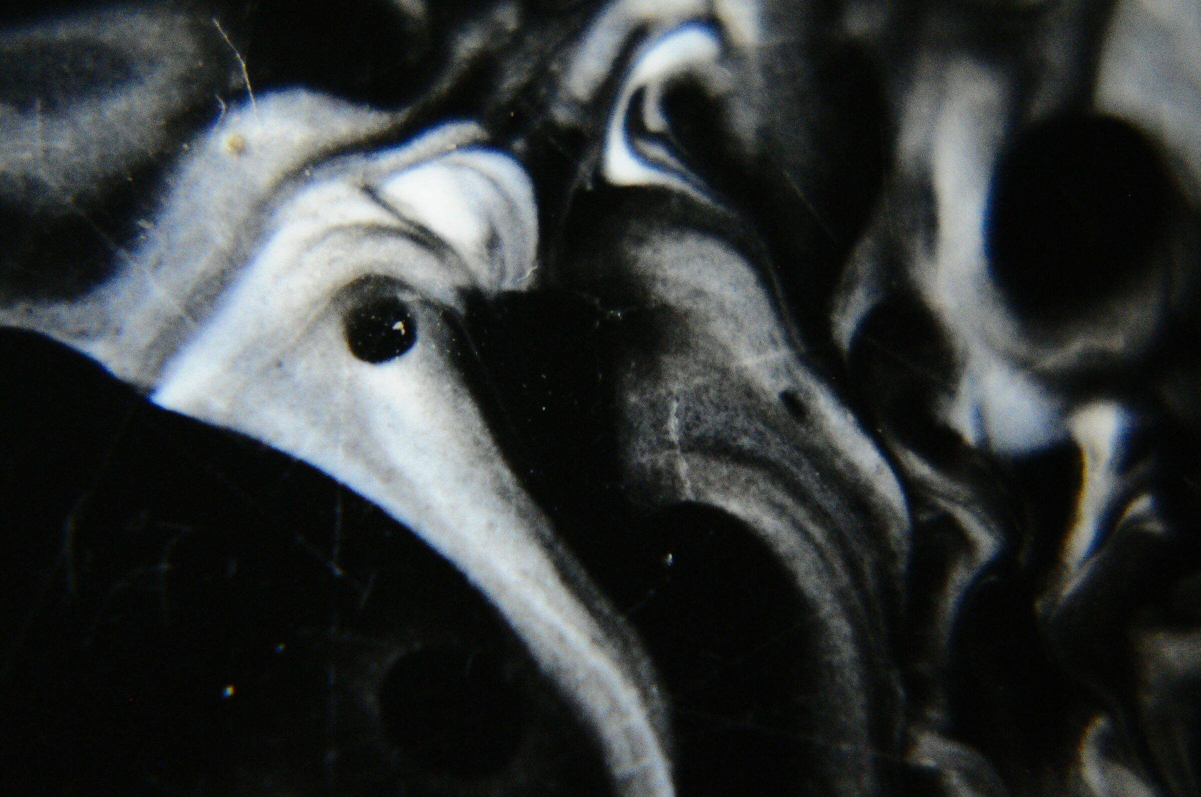 Il Medico Della Peste