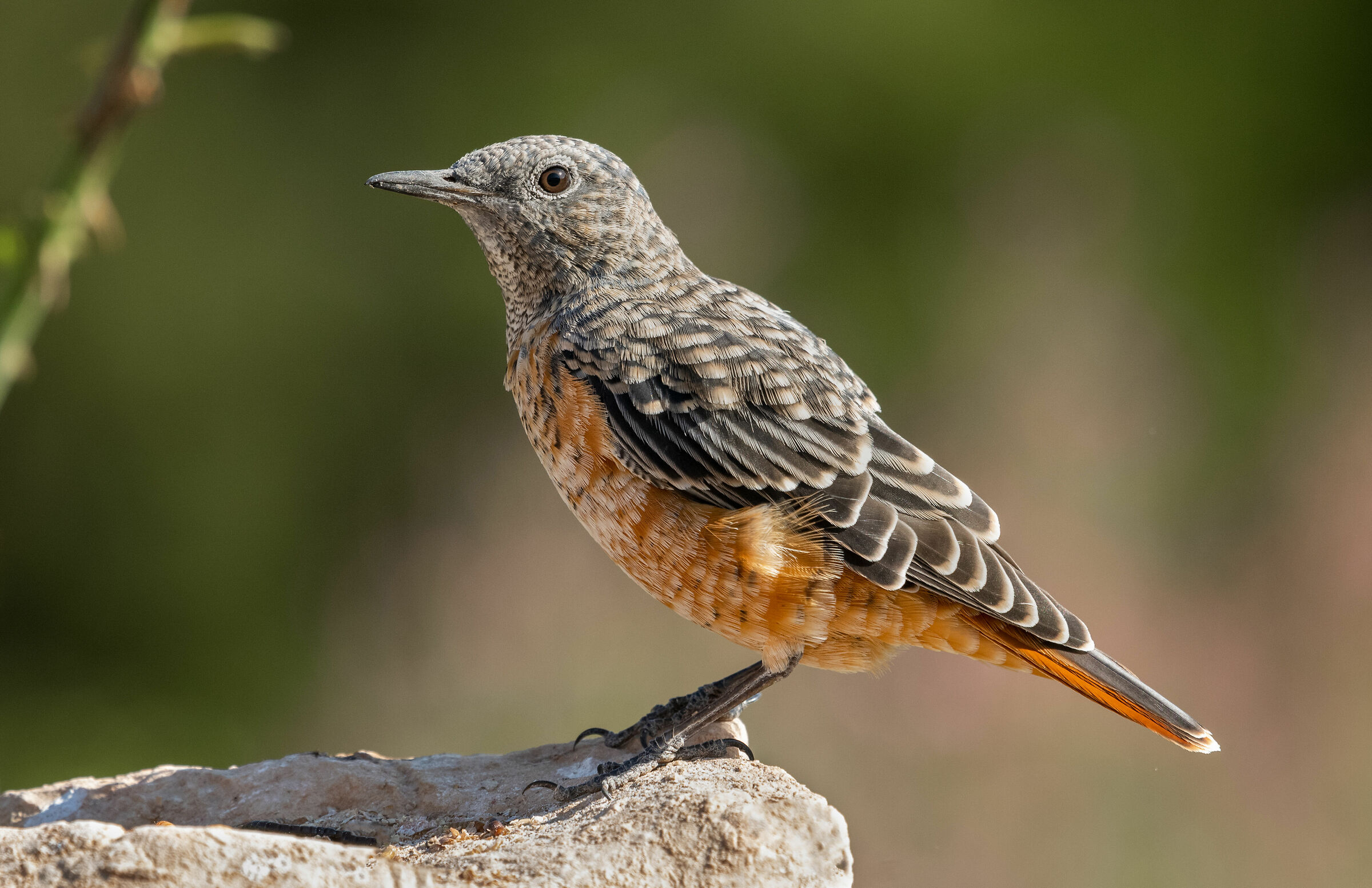 rock thrush