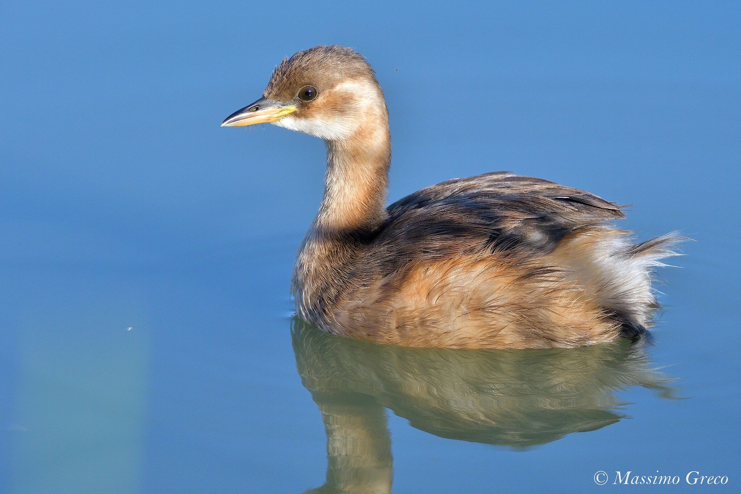 Tuffetto - Ixobrychus minutus