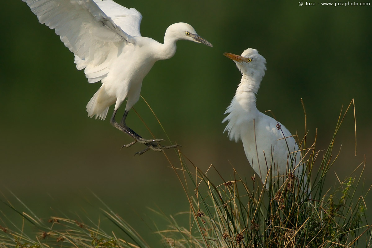 Bubulcus ibis (Cattle Egret), 003294
