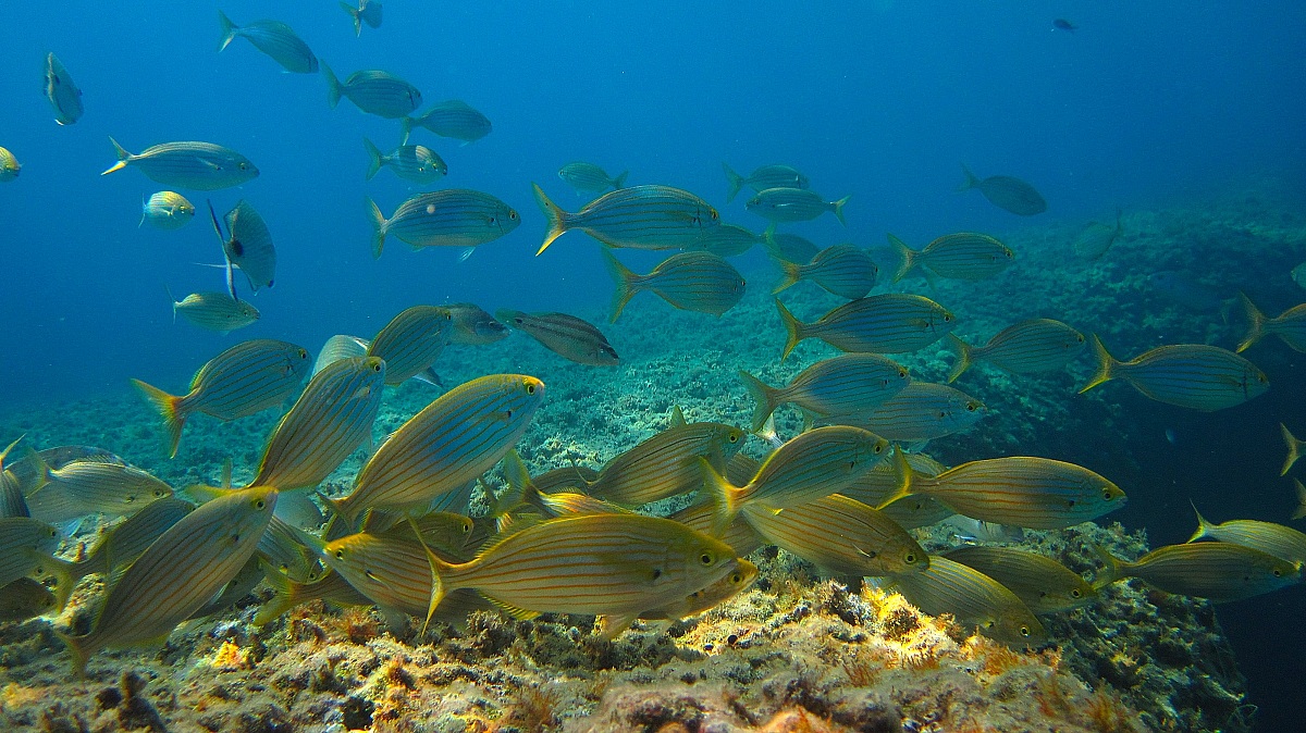 Punta Bianca (Bocca di Magra)