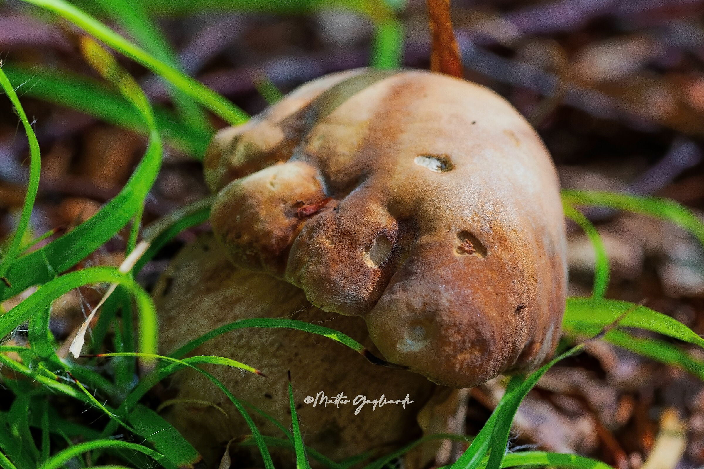 One foot in the woods