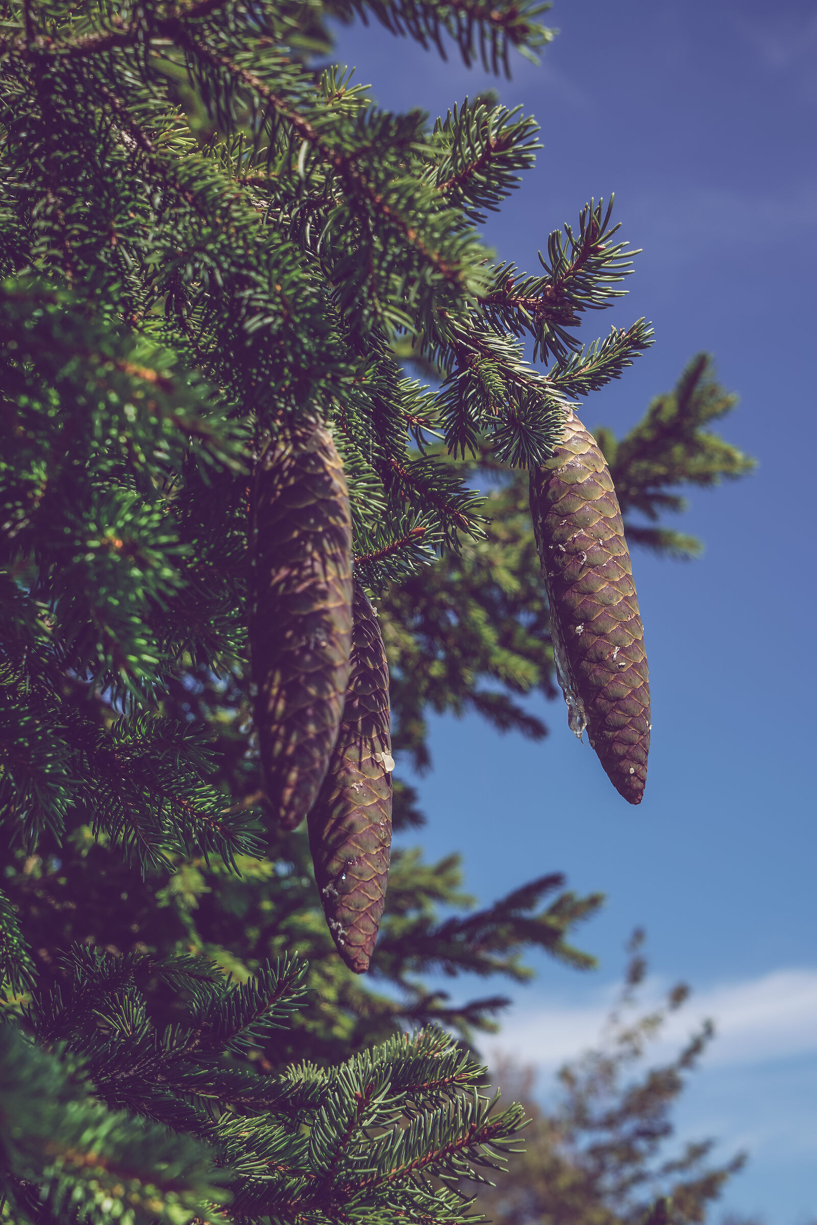 Monte Brazome - Schio Vi