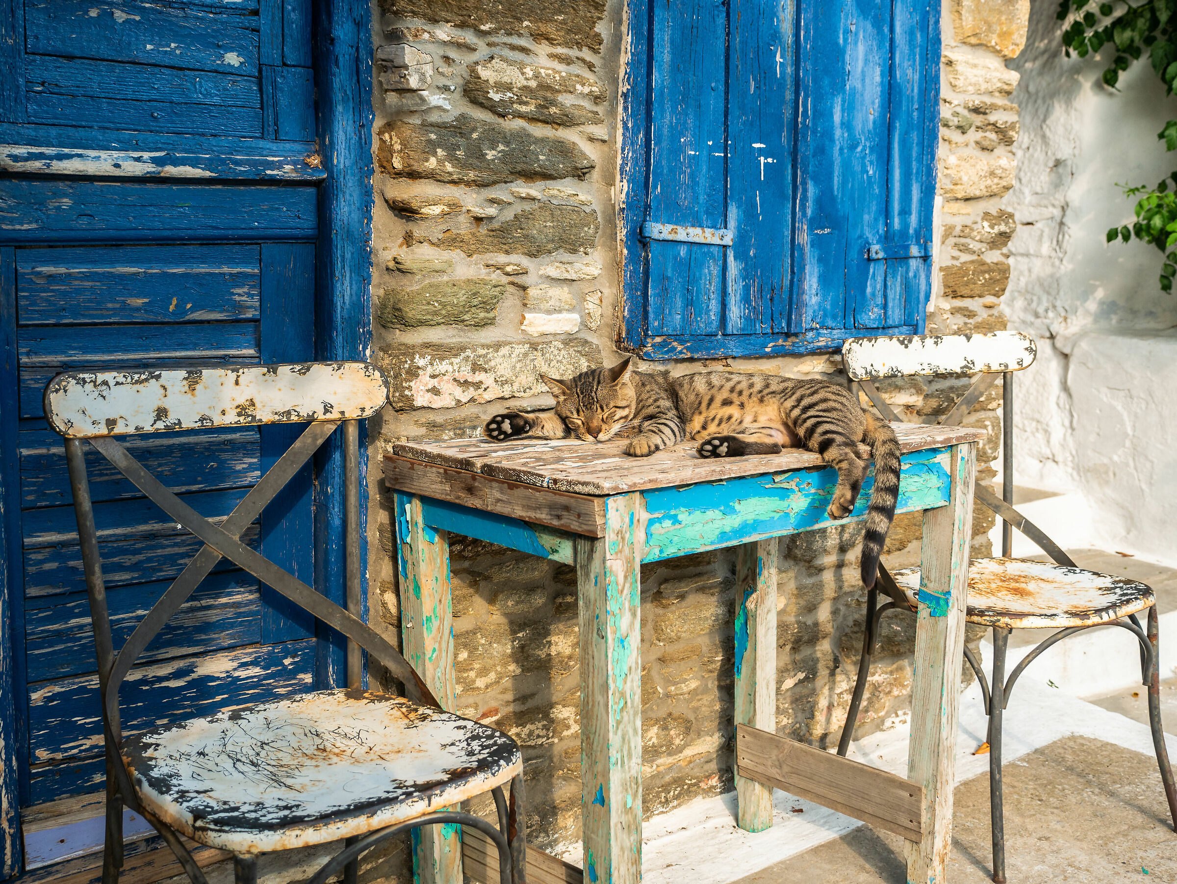 Greek cat - Tinos Island