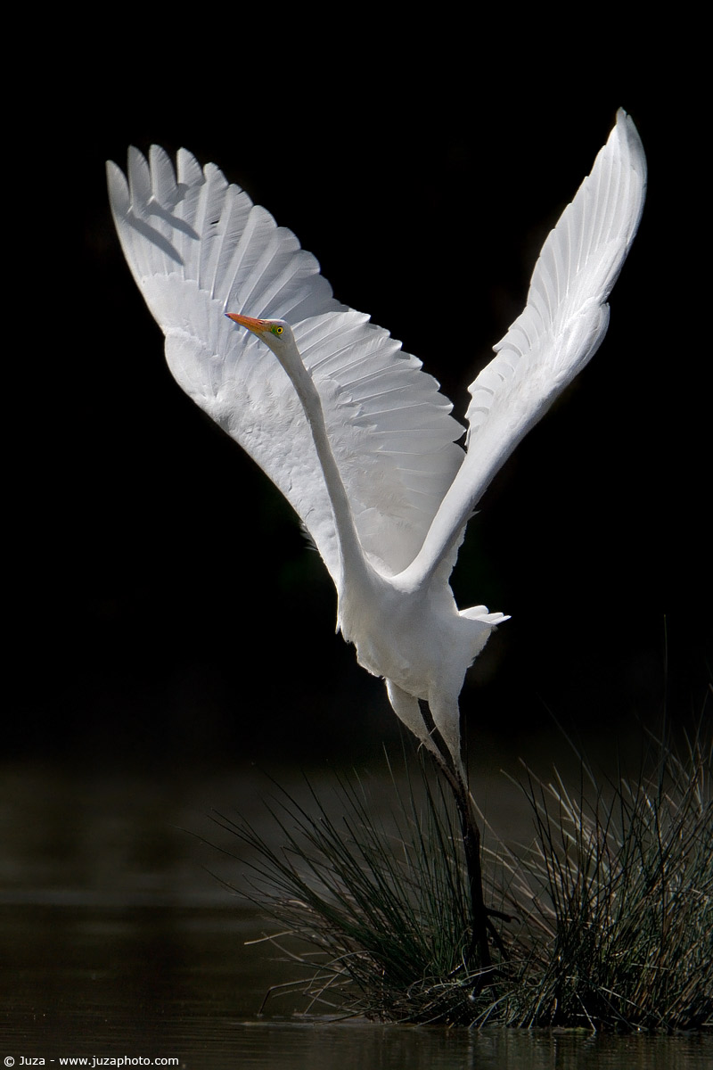 Egretta alba (Airone Bianco), 002507