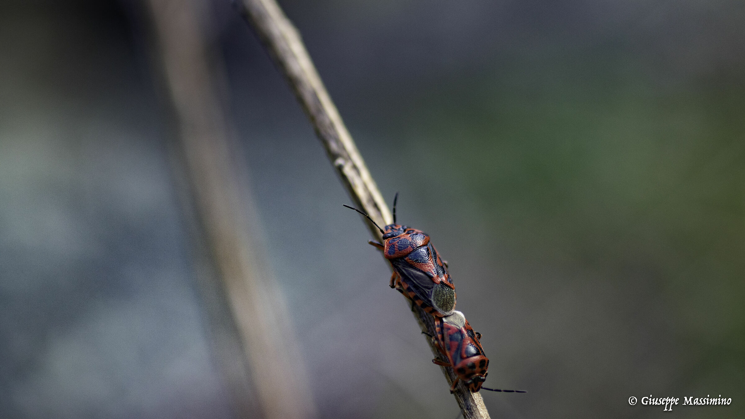 Eurydema dominulus (Scopoli, 1763) - Pentatomidae.